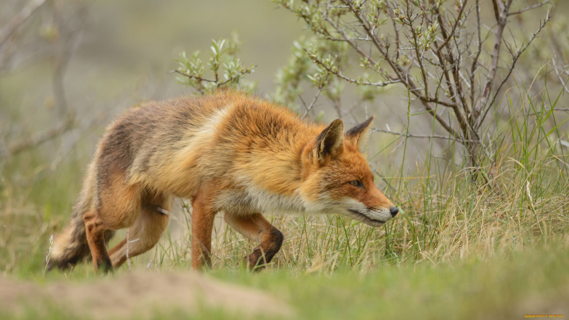 животные, лисы, лисичка