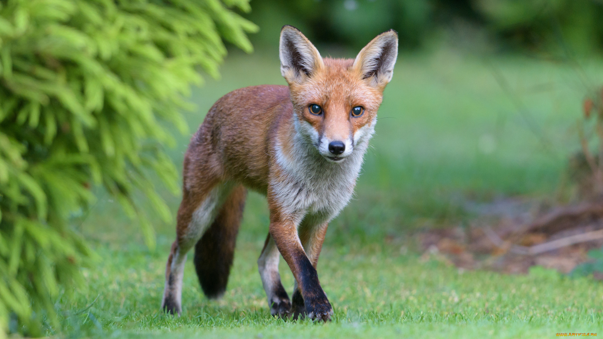 животные, лисы, лисичка