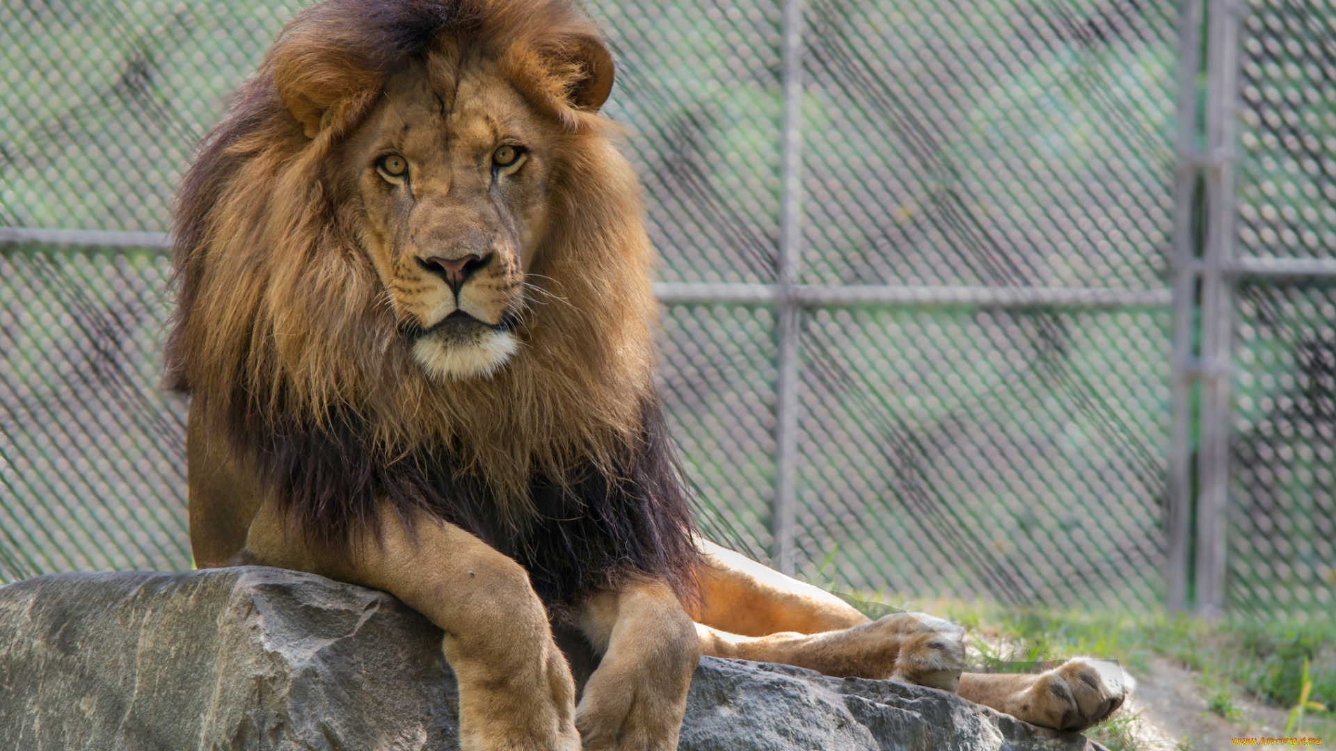 животные, львы, царь