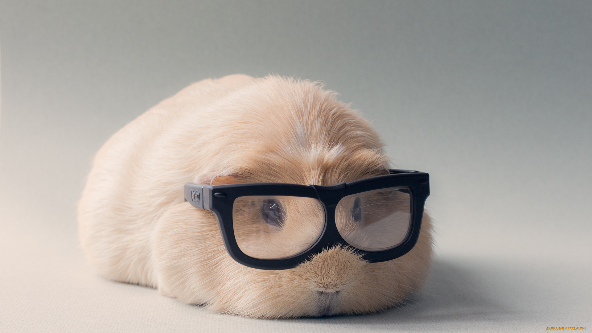 животные, морские, свинки, , хомяки, очки, светлый, фон, морская, свинка