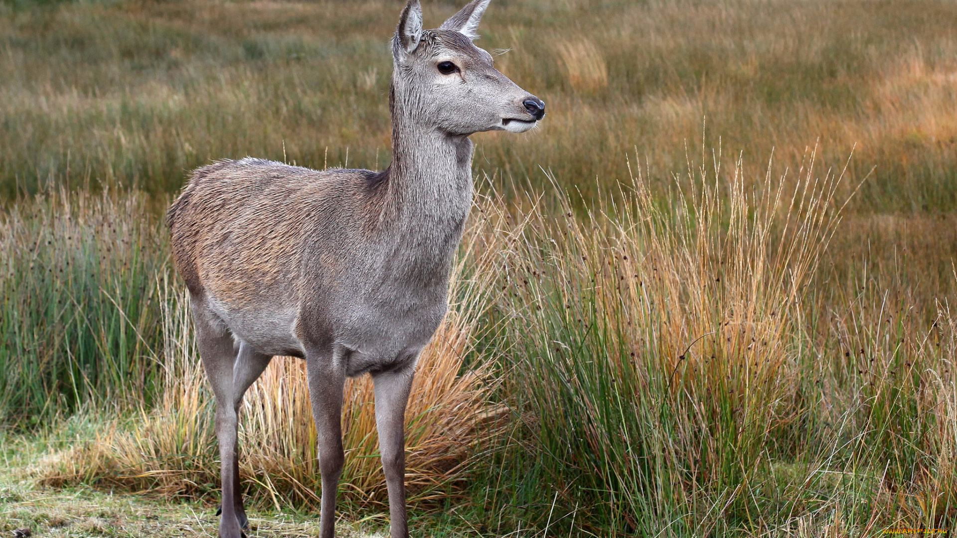 животные, олени, олениха