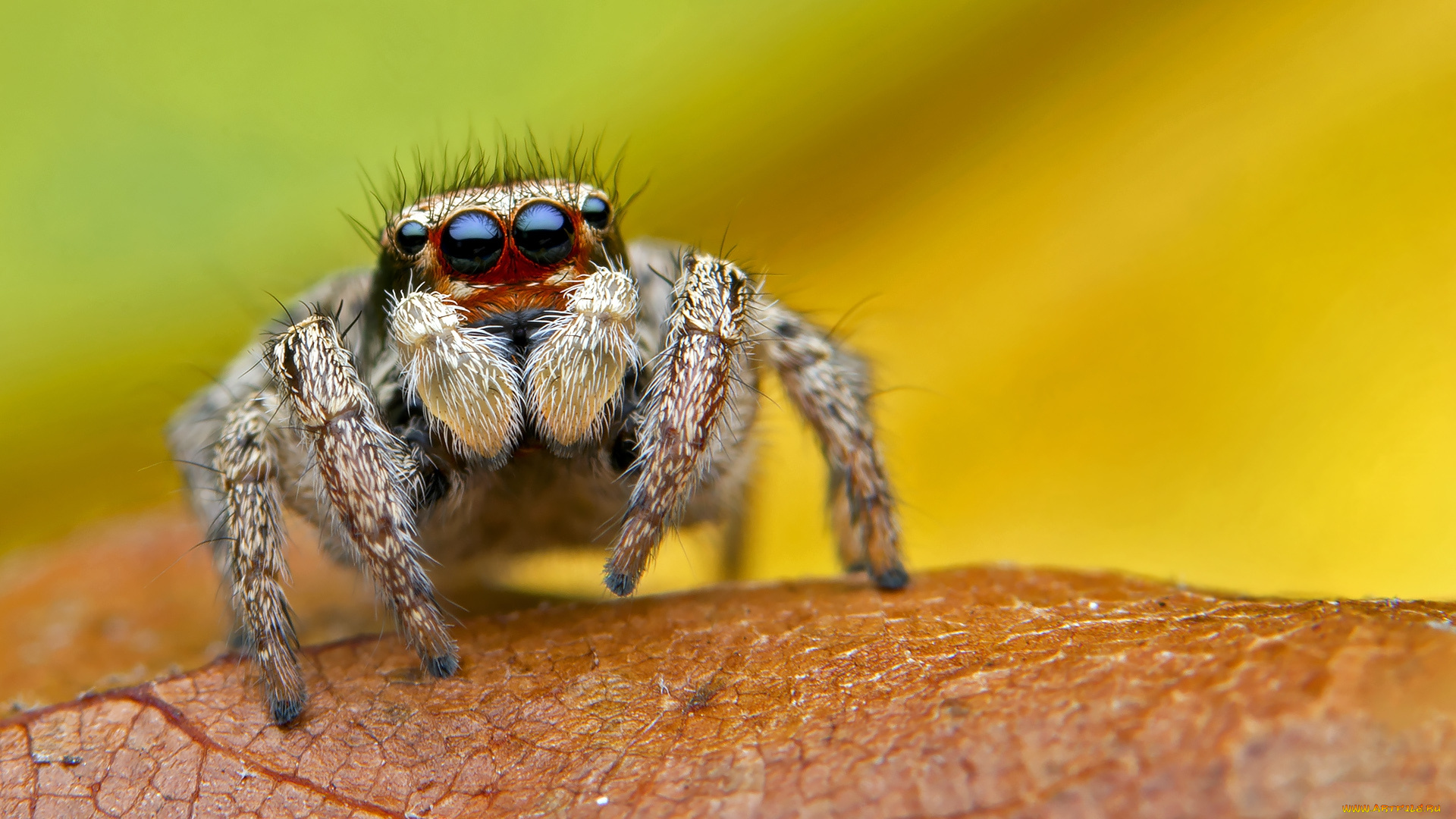 животные, пауки, паучок