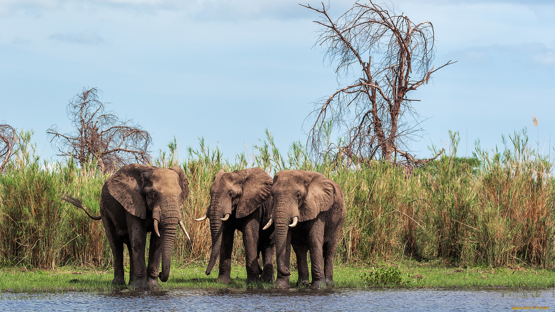 животные, слоны, водопой