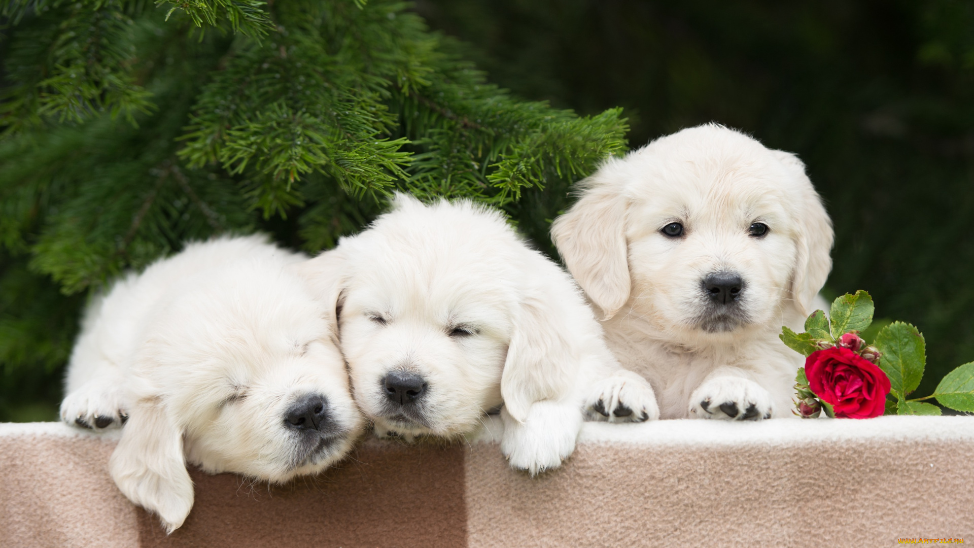 животные, собаки, еловые, ветки, роза, цветок, щенки, трио, троица