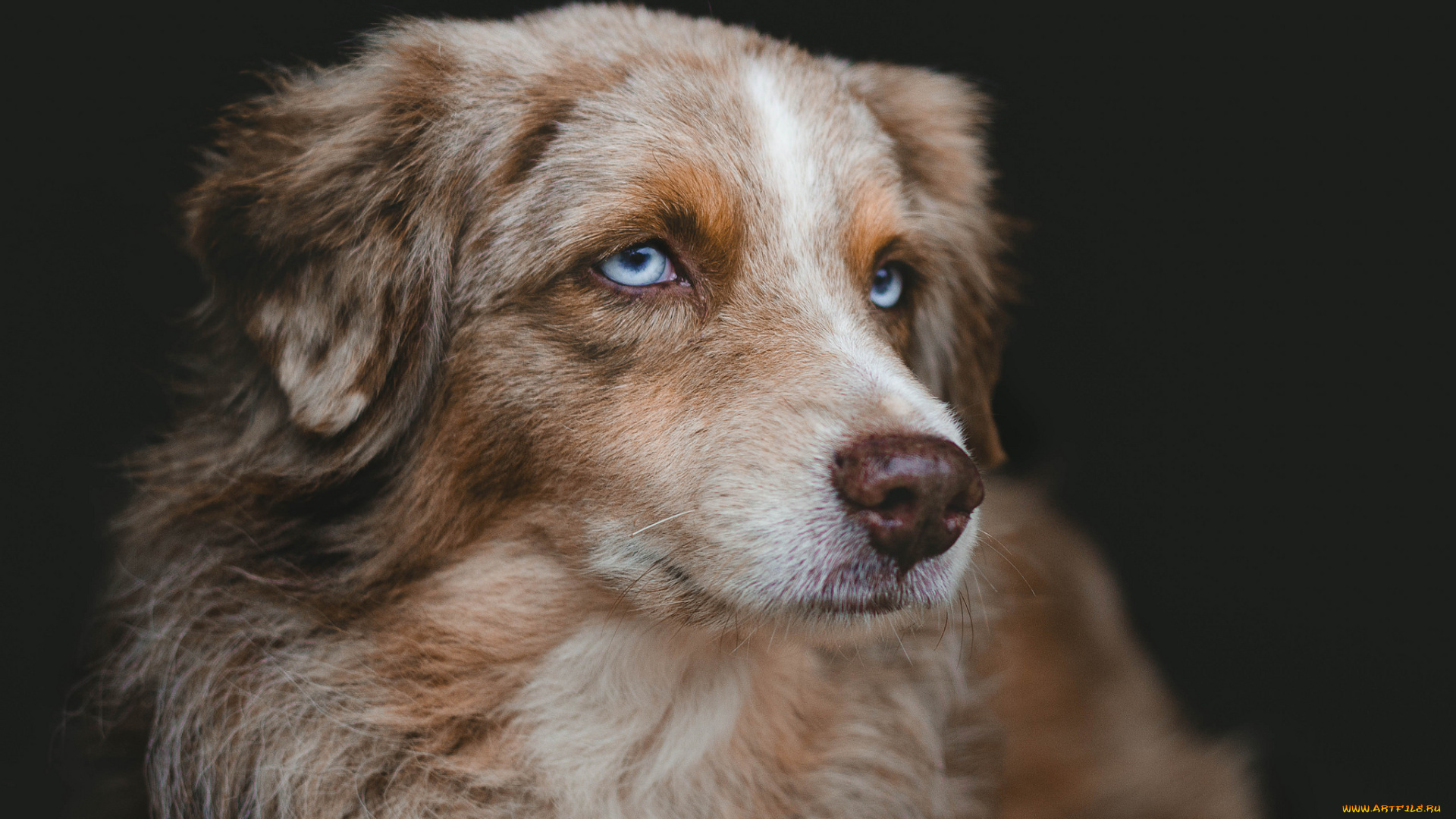 животные, собаки, пес