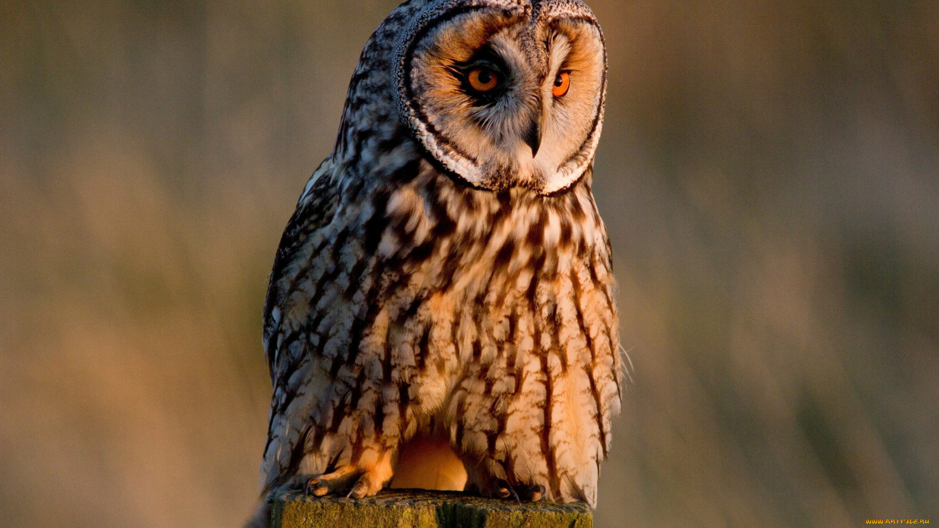 животные, совы, сова, ушастая, птица
