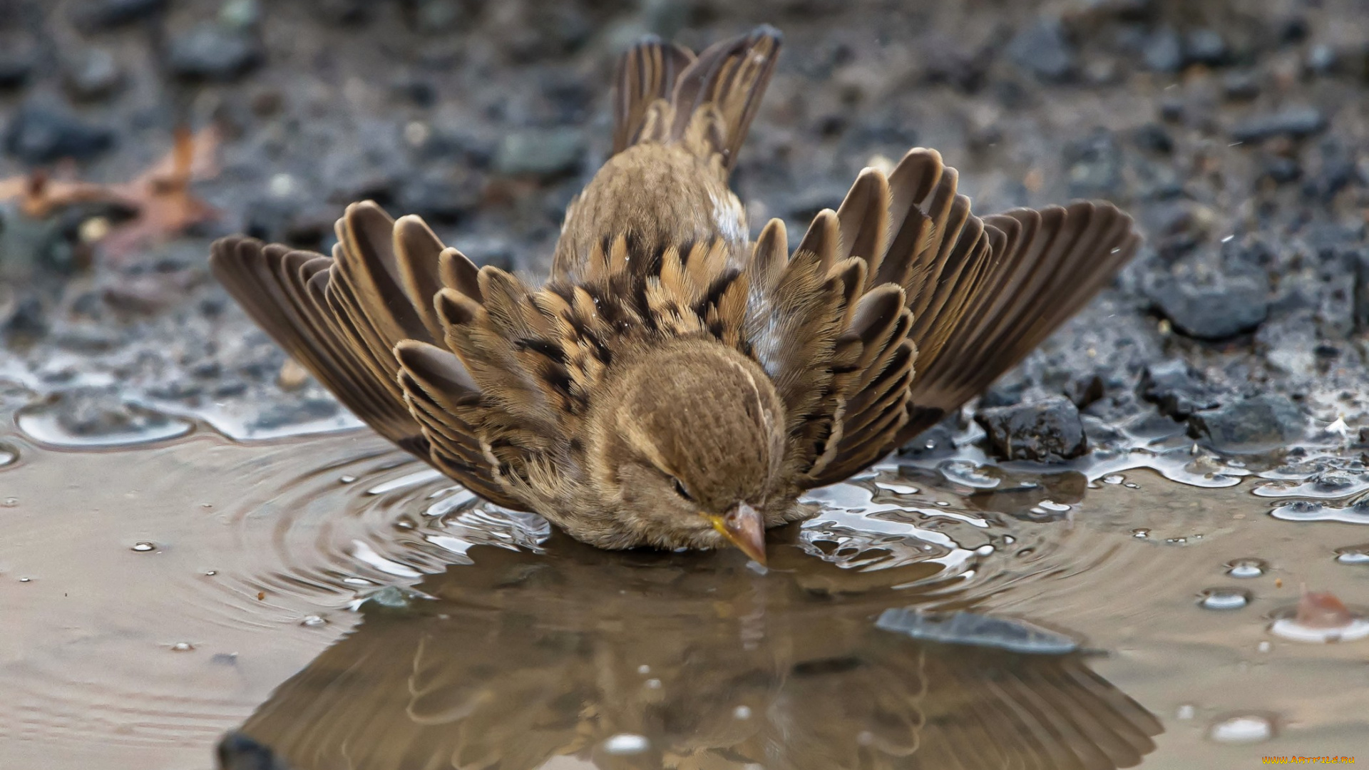 животные, воробьи, воробей