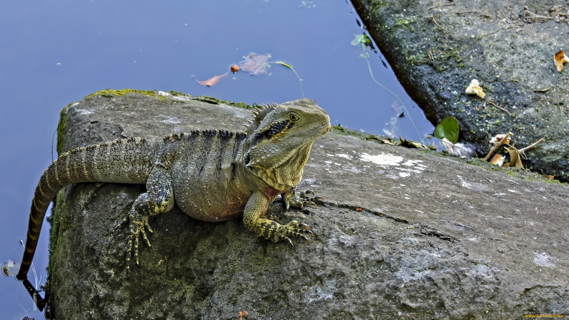 животные, Ящерицы, , игуаны, , вараны, игуана