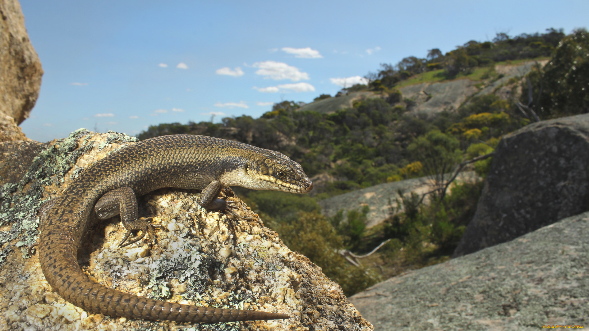 животные, Ящерицы, , игуаны, , вараны, ящерица