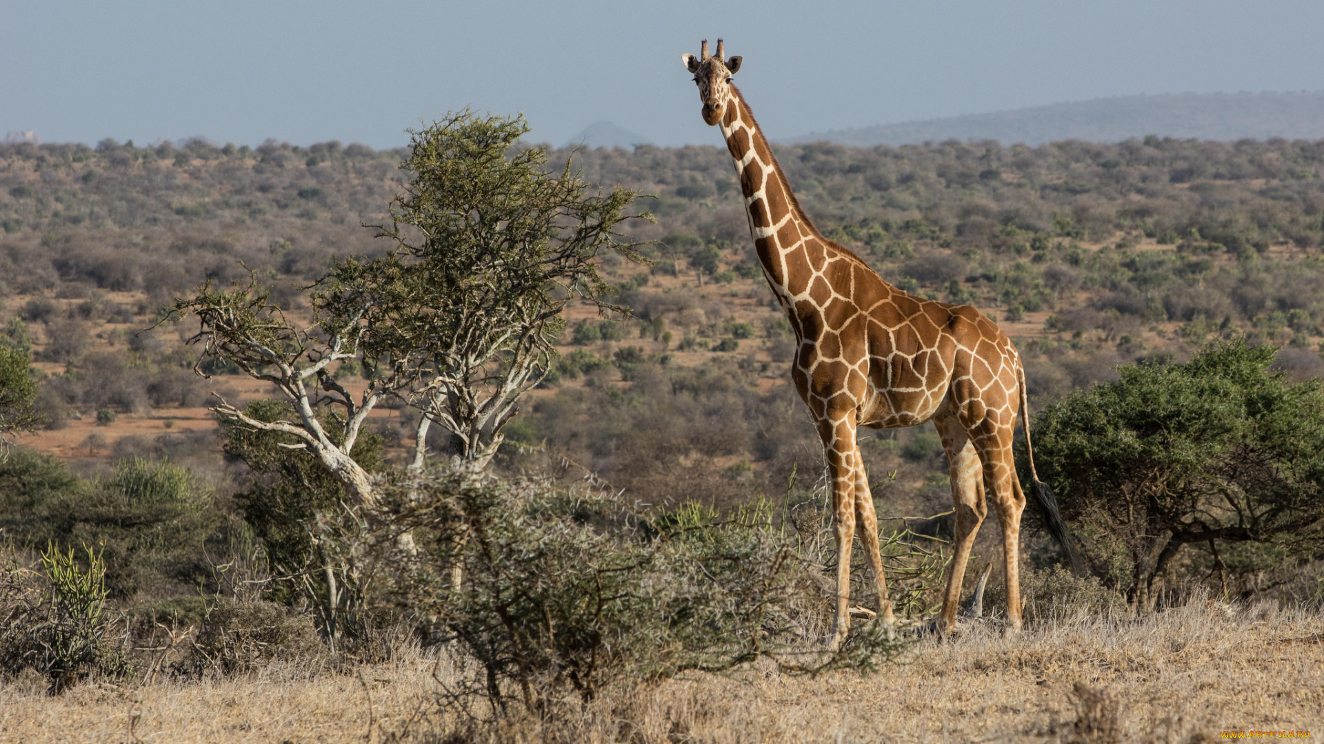 животные, жирафы, саванна