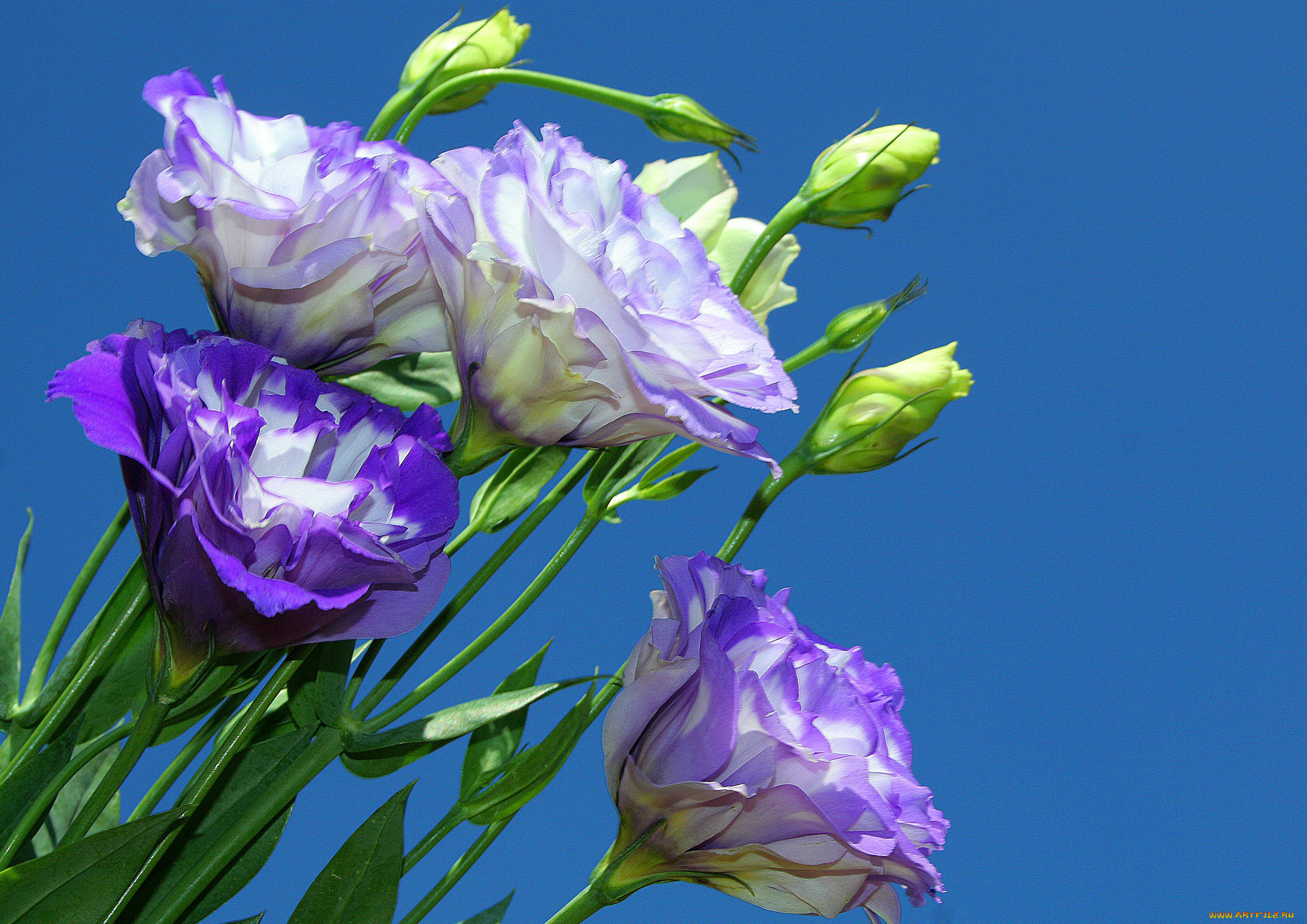 цветы, эустома, лепестки