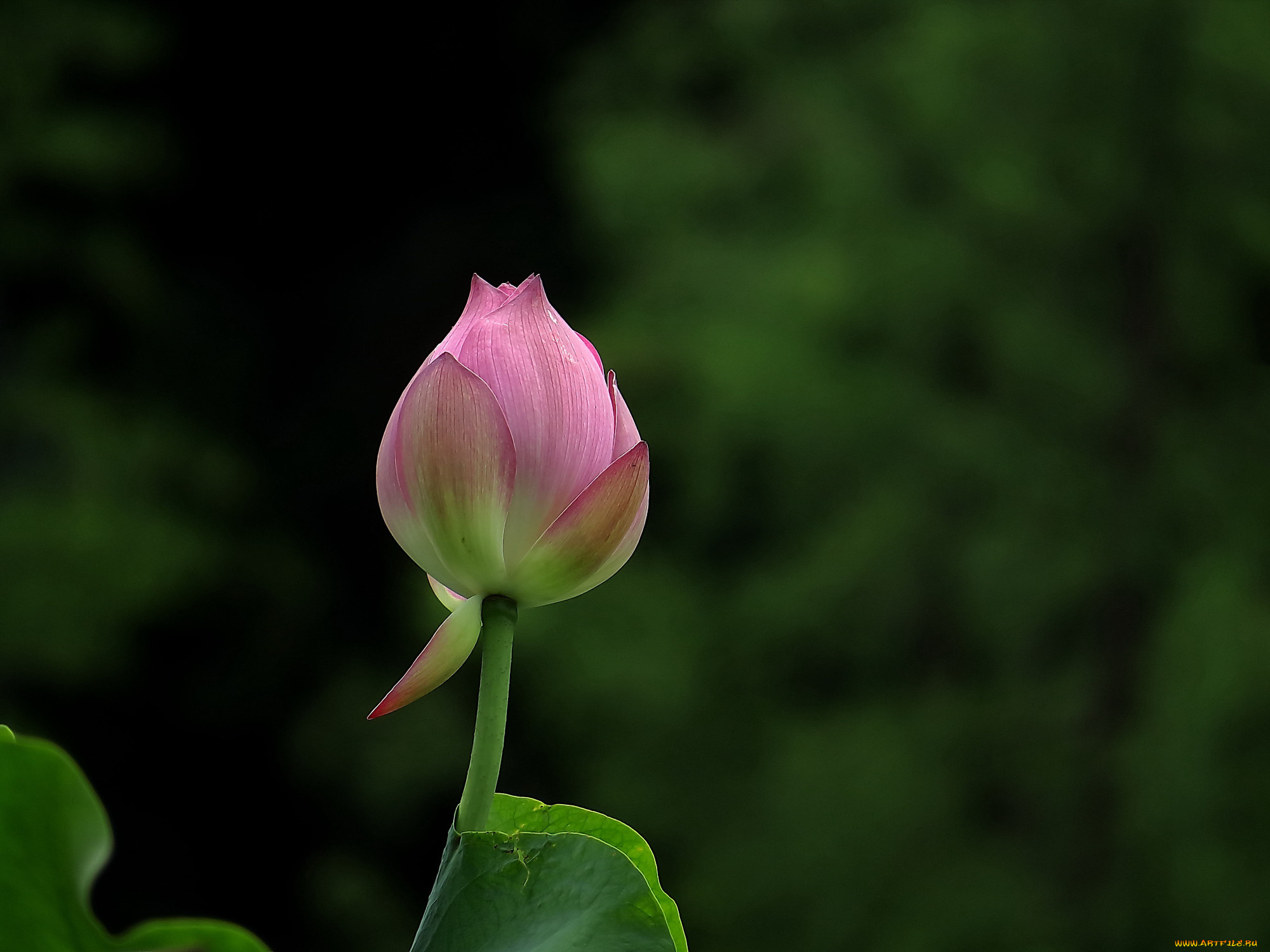 цветы, лотосы, лепестки