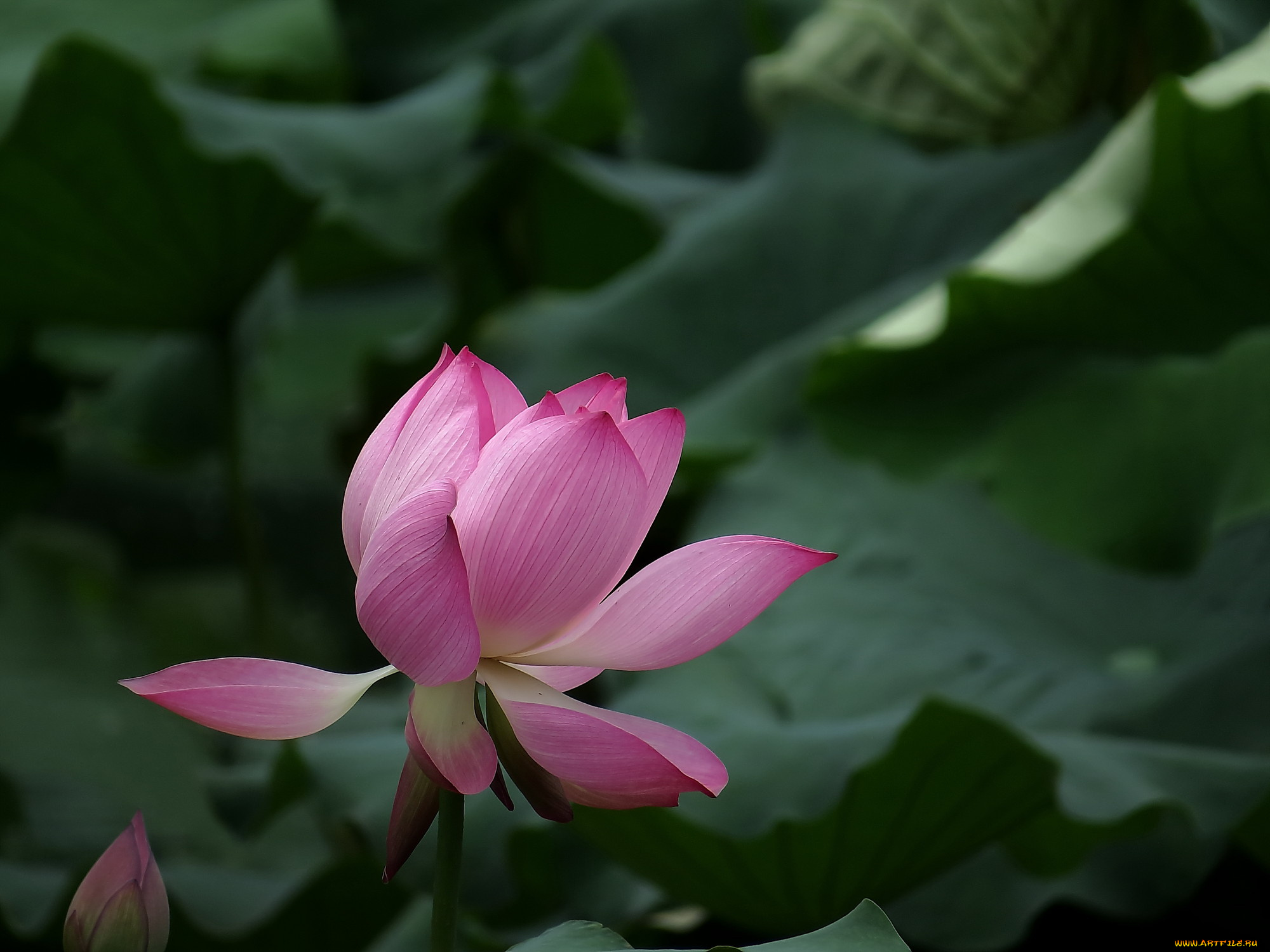 цветы, лотосы, лепестки