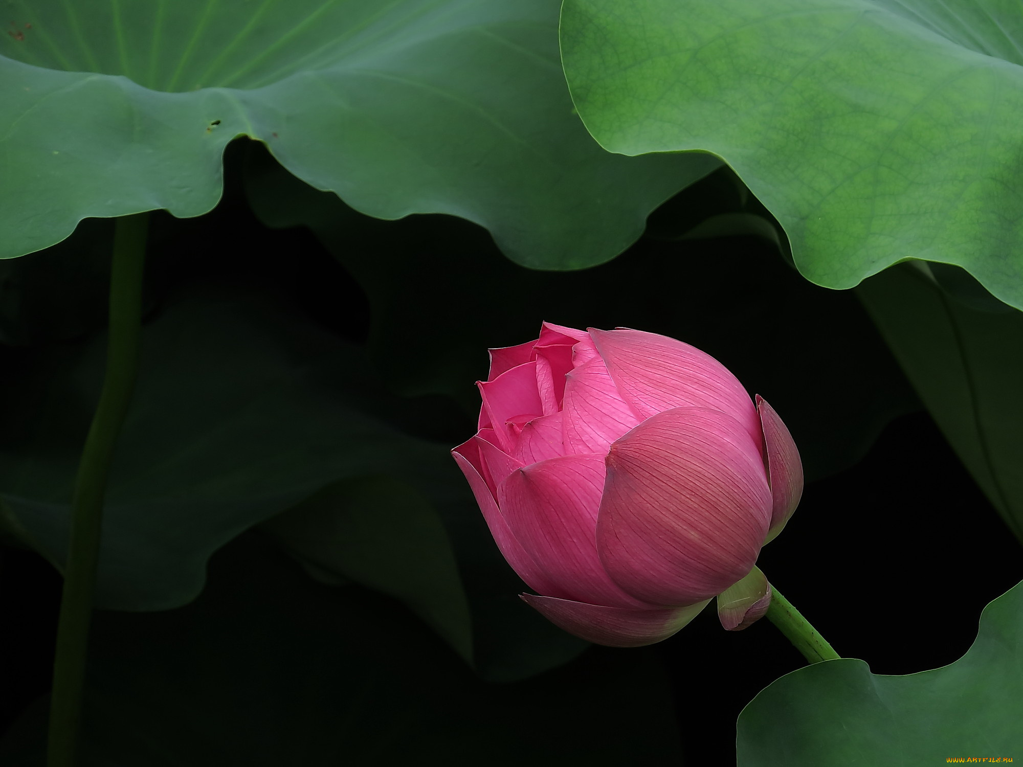 цветы, лотосы, лепестки