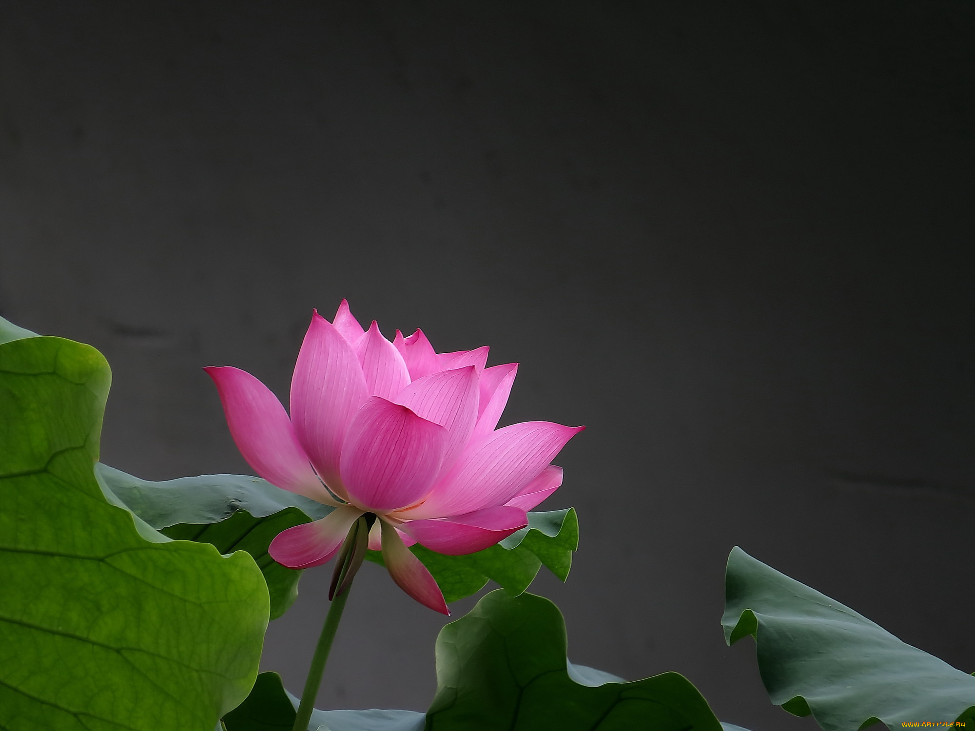 цветы, лотосы, лепестки