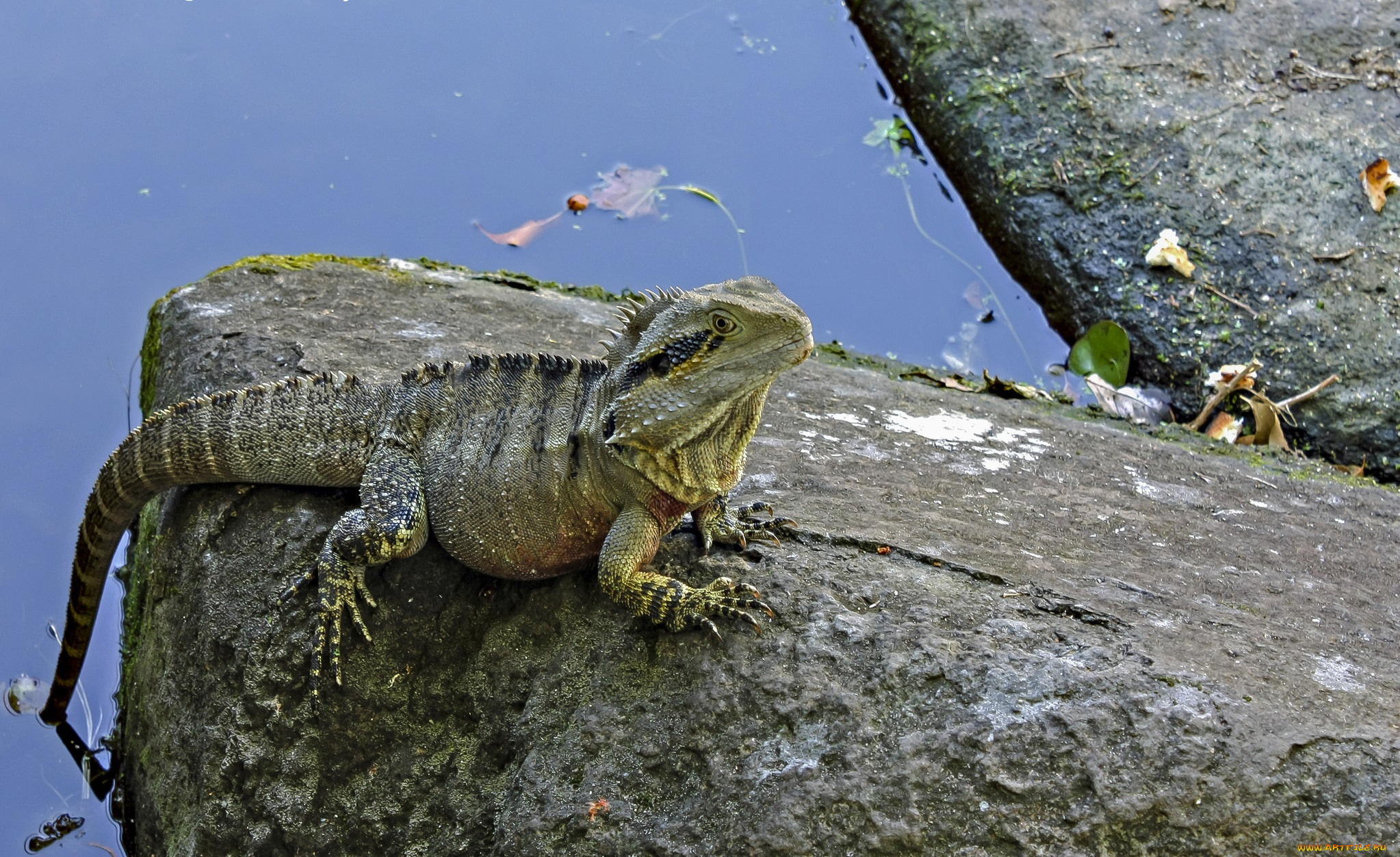 животные, Ящерицы, , игуаны, , вараны, игуана