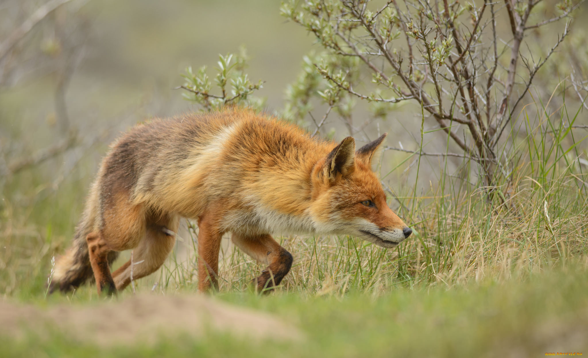 животные, лисы, лисичка