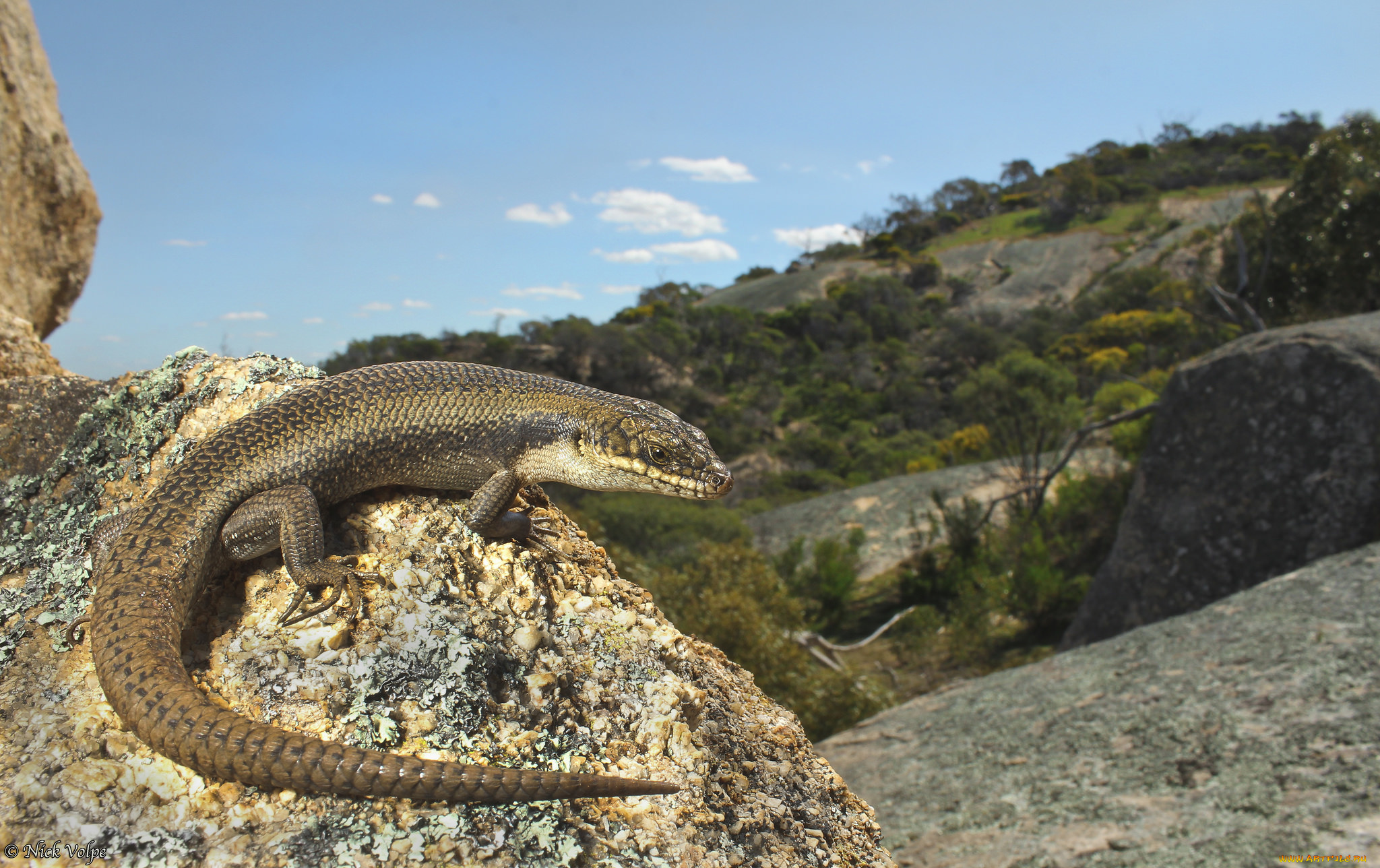 животные, Ящерицы, , игуаны, , вараны, ящерица