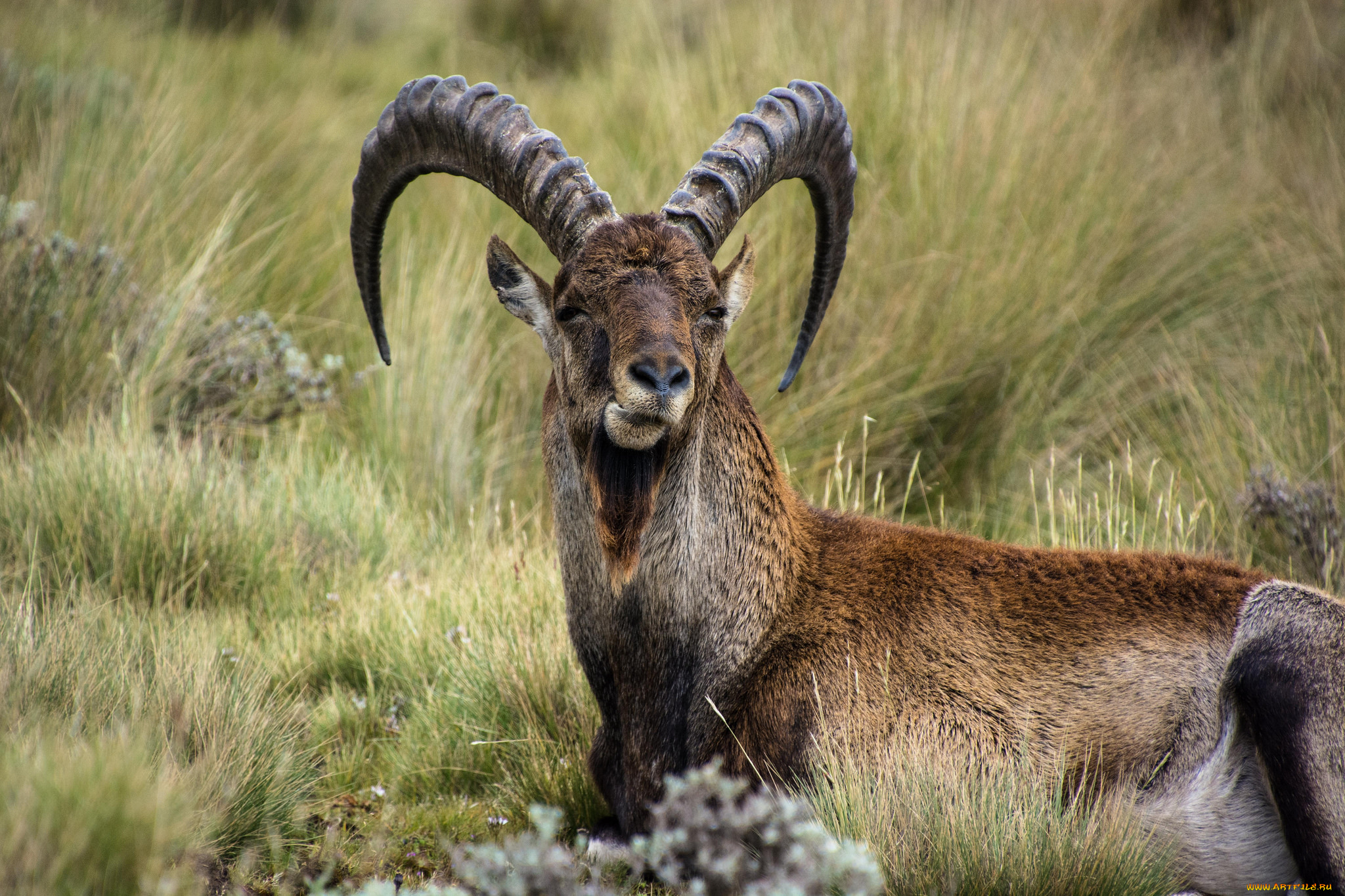 животные, козы, козерог