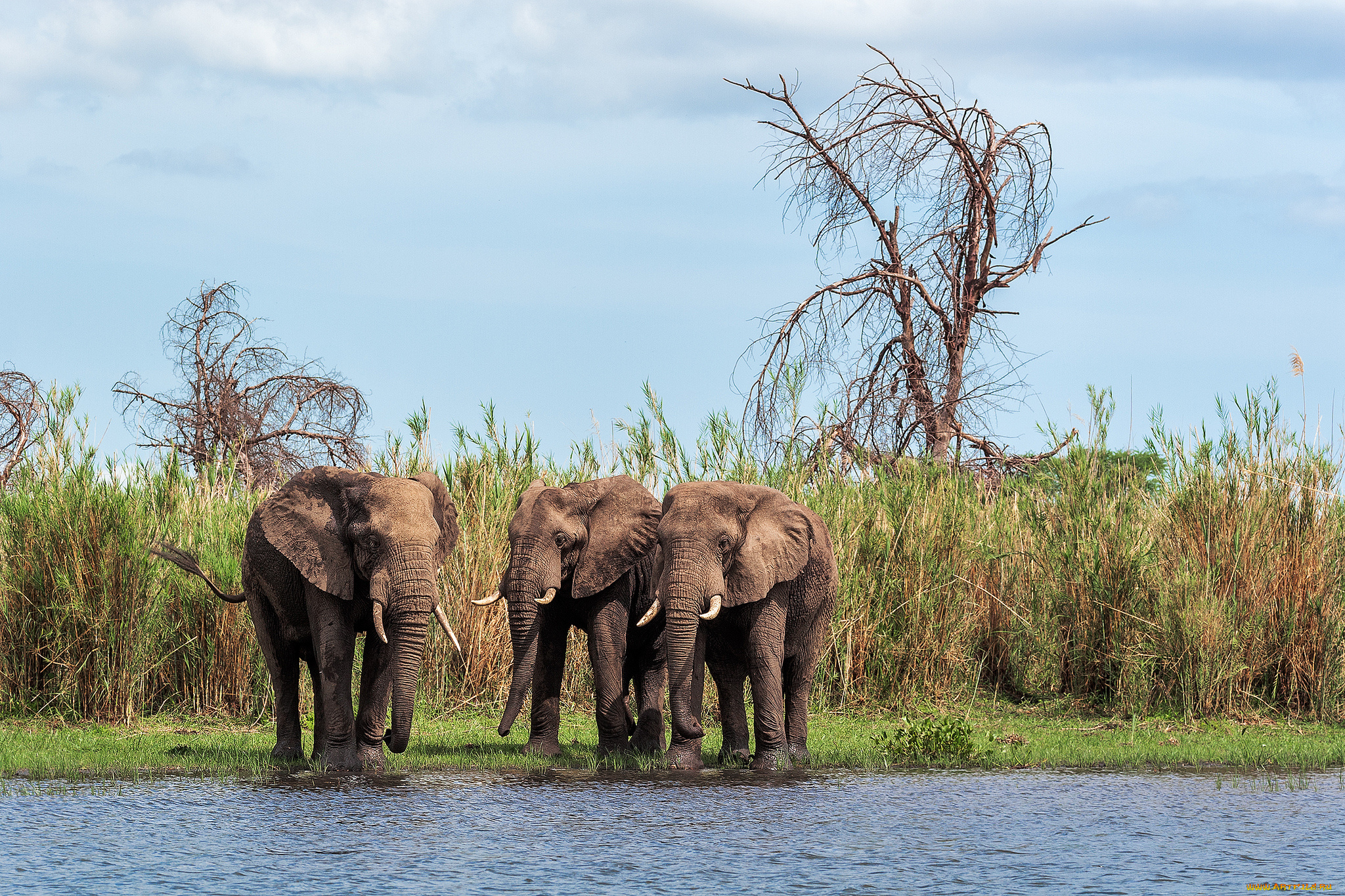 животные, слоны, водопой