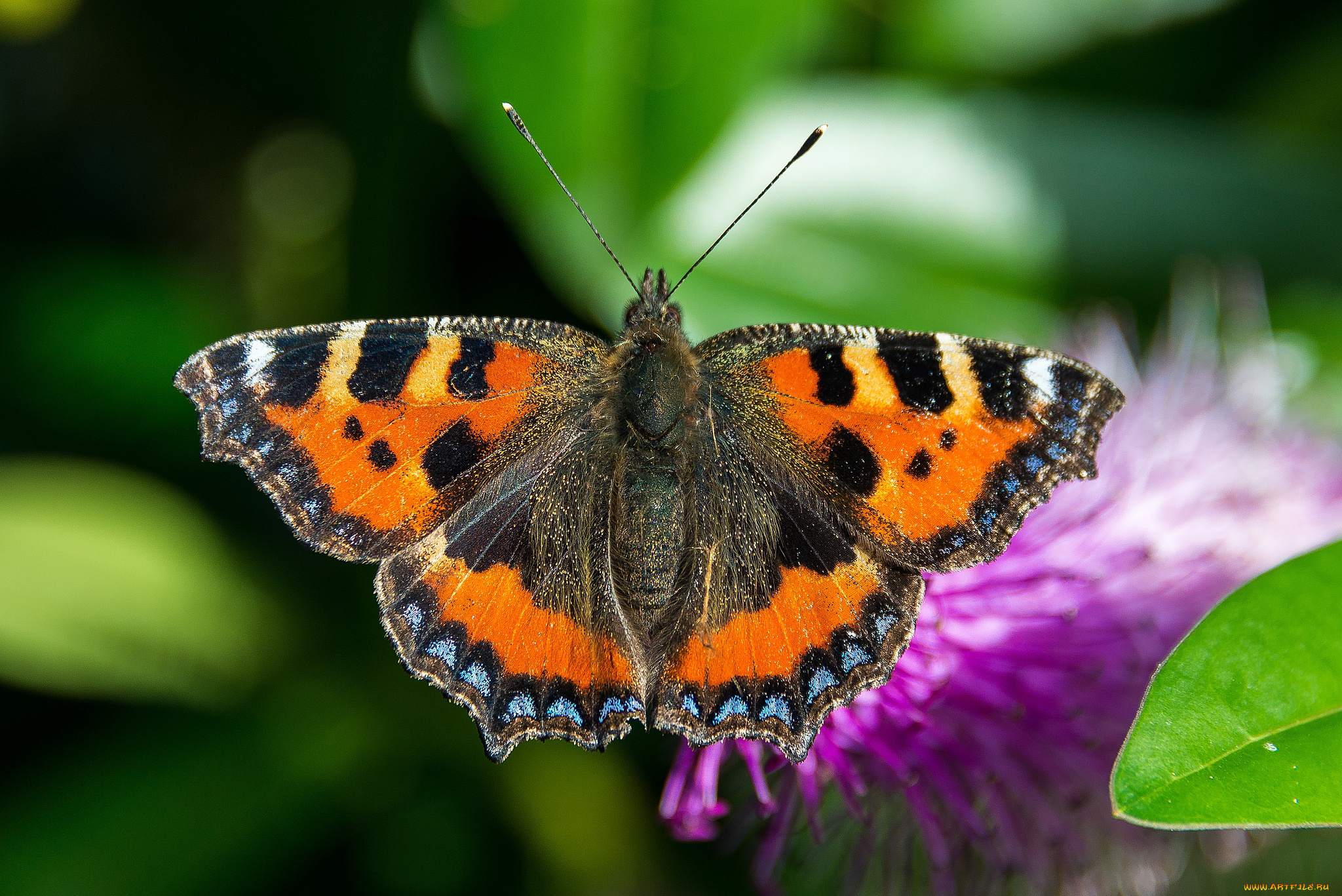 животные, бабочки, , мотыльки, , моли, бабочка