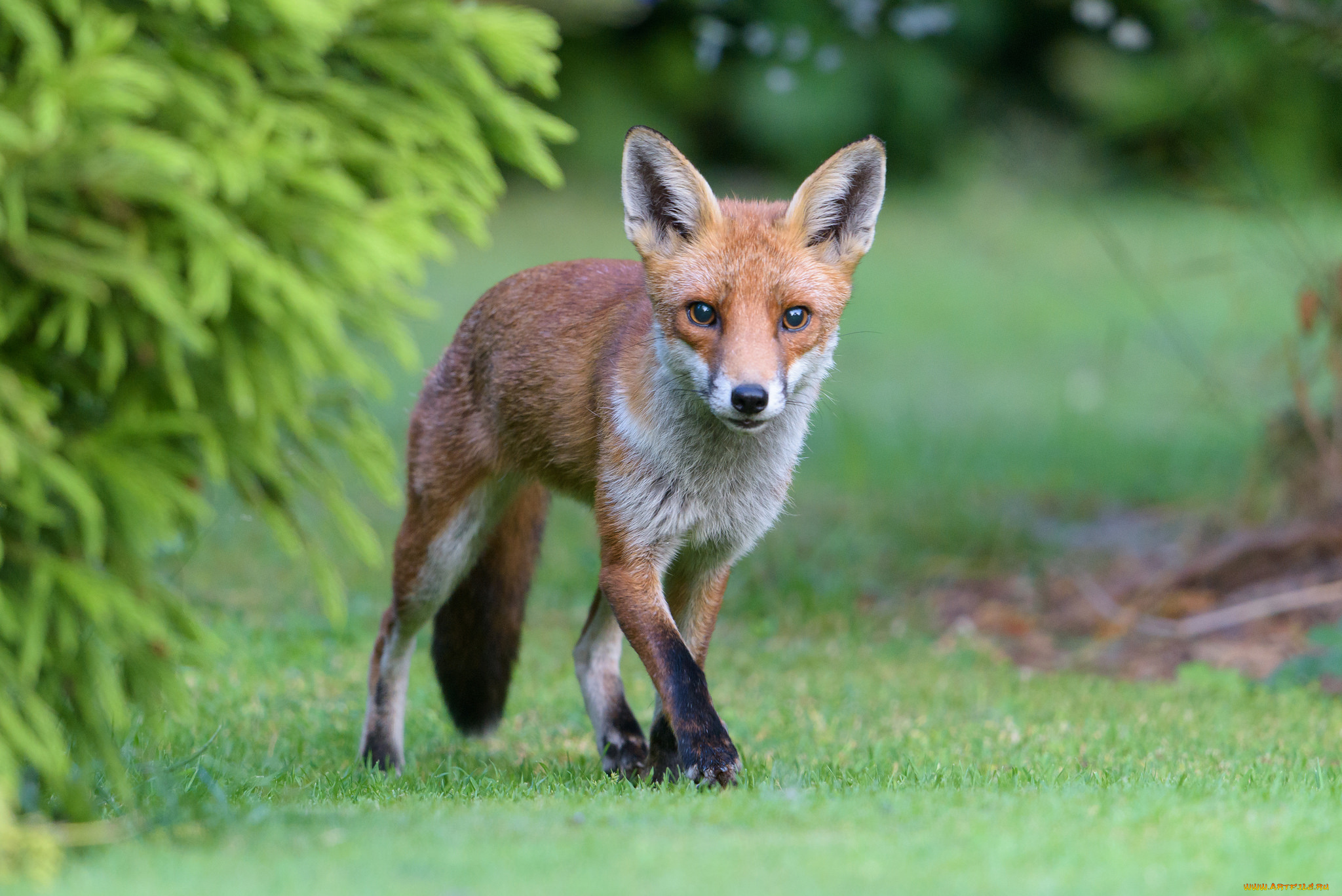 животные, лисы, лисичка