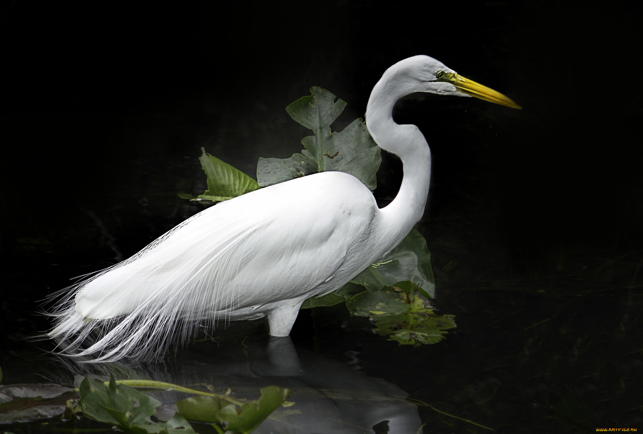 животные, цапли, , выпи, цапля, белая