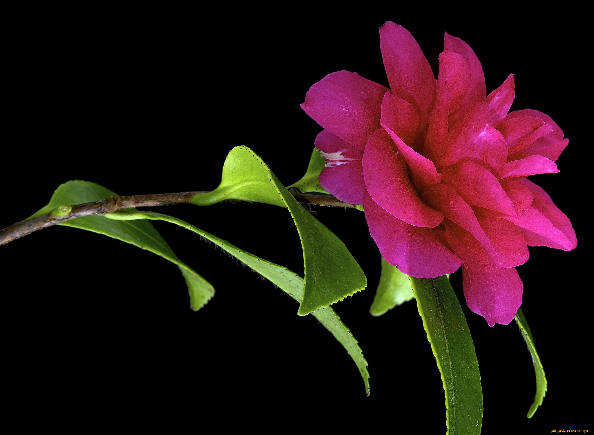 цветы, камелии, черный, фон, камелия, листья, цвет, цветок