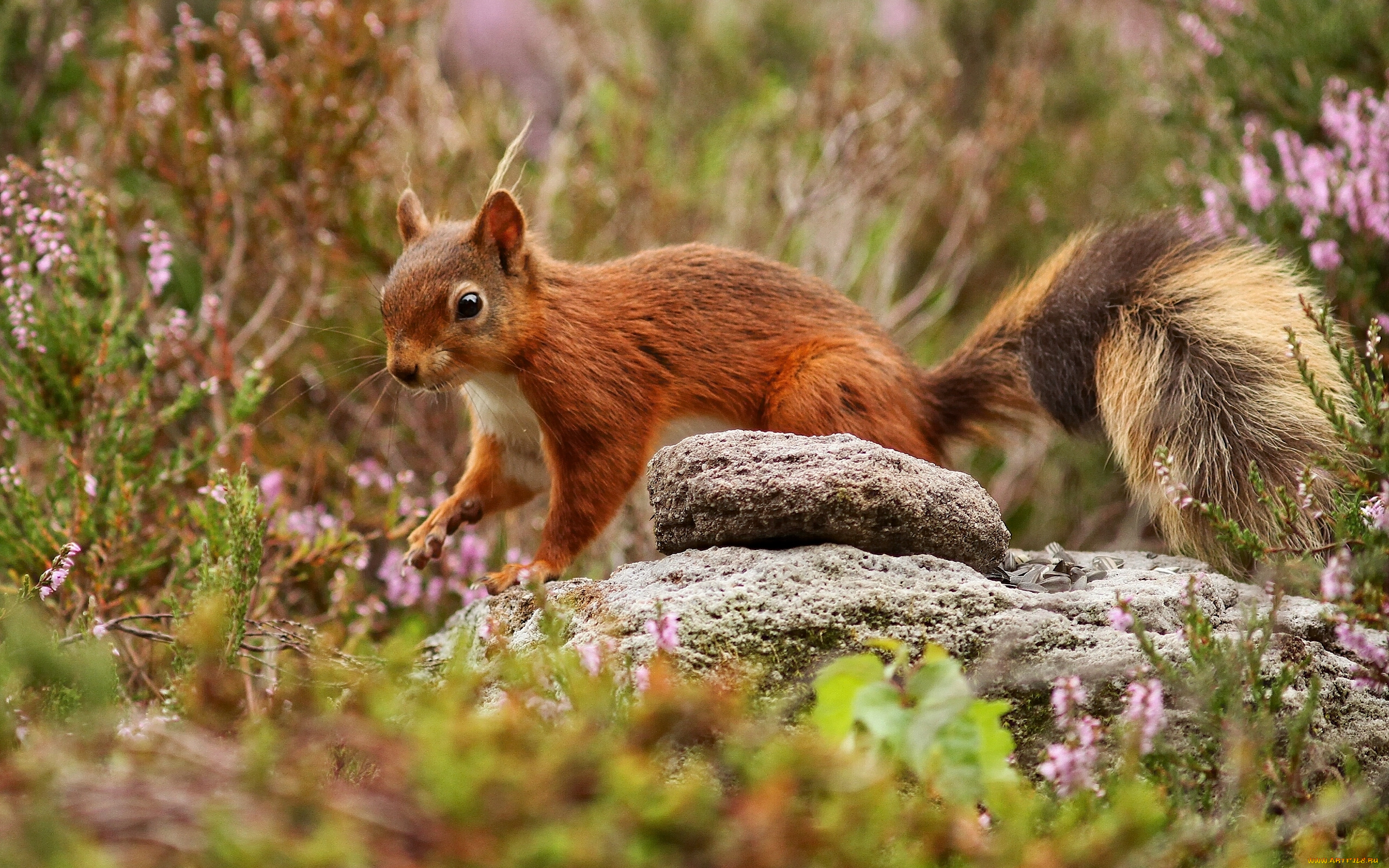 животные, белки, белка, рыжая, хвост, камень