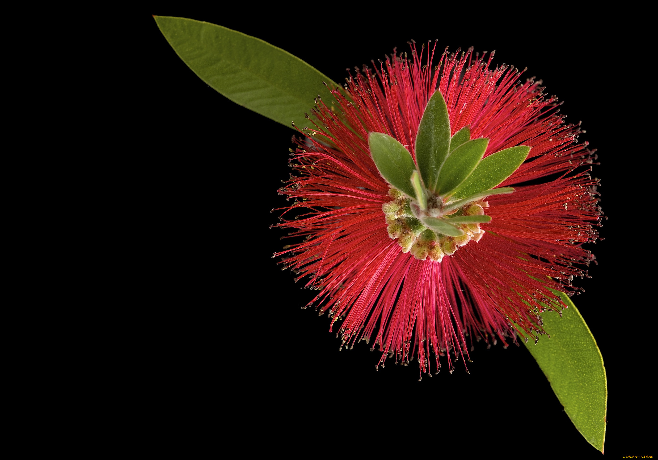 цветы, цвет, цветок, черный, фон