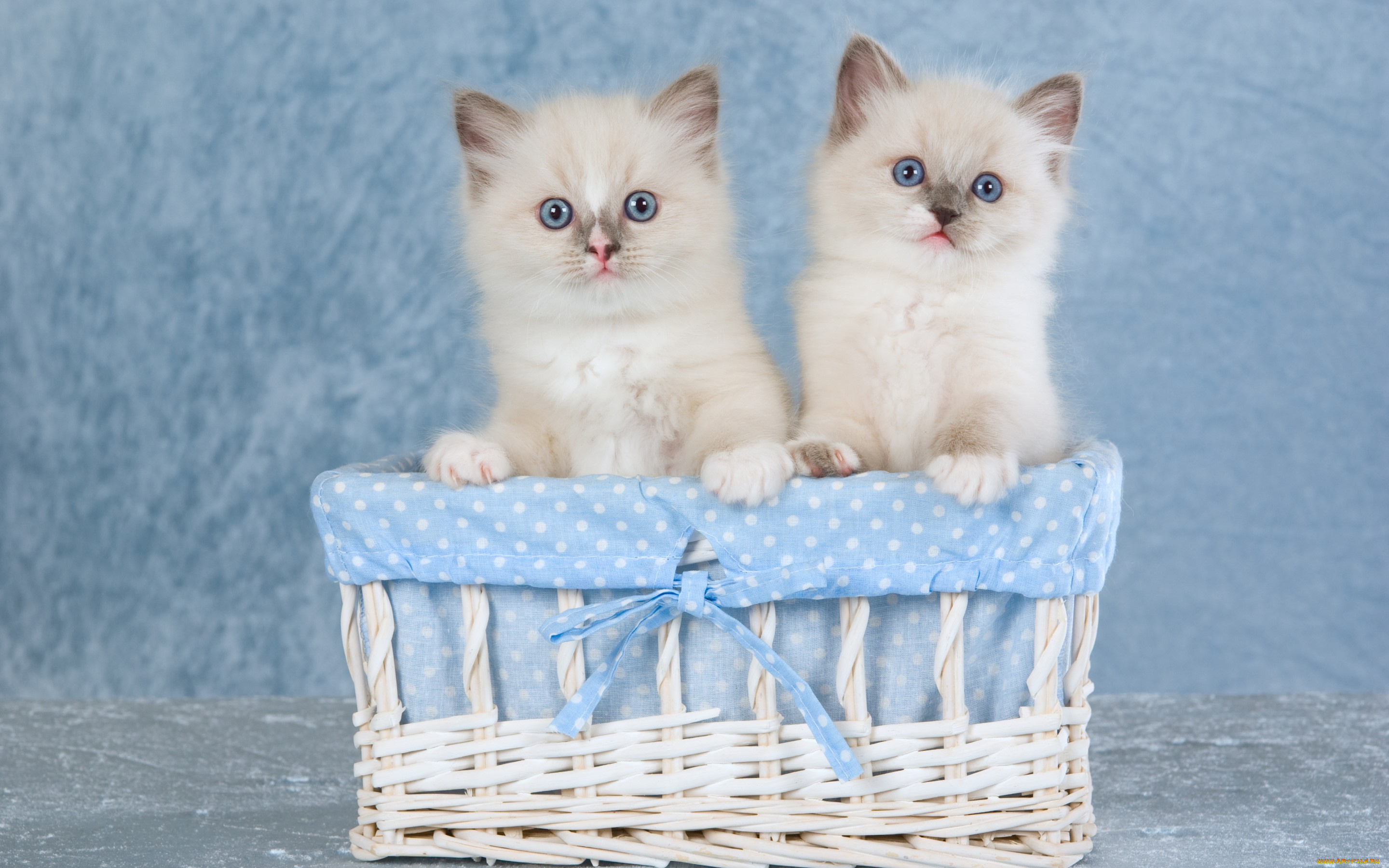 животные, коты, пара, котята, голубоглазые, корзинка, сиамские, колор-пойнт, двое, два, кошки, сидят, милые, голубой, фон, бантик, ткань