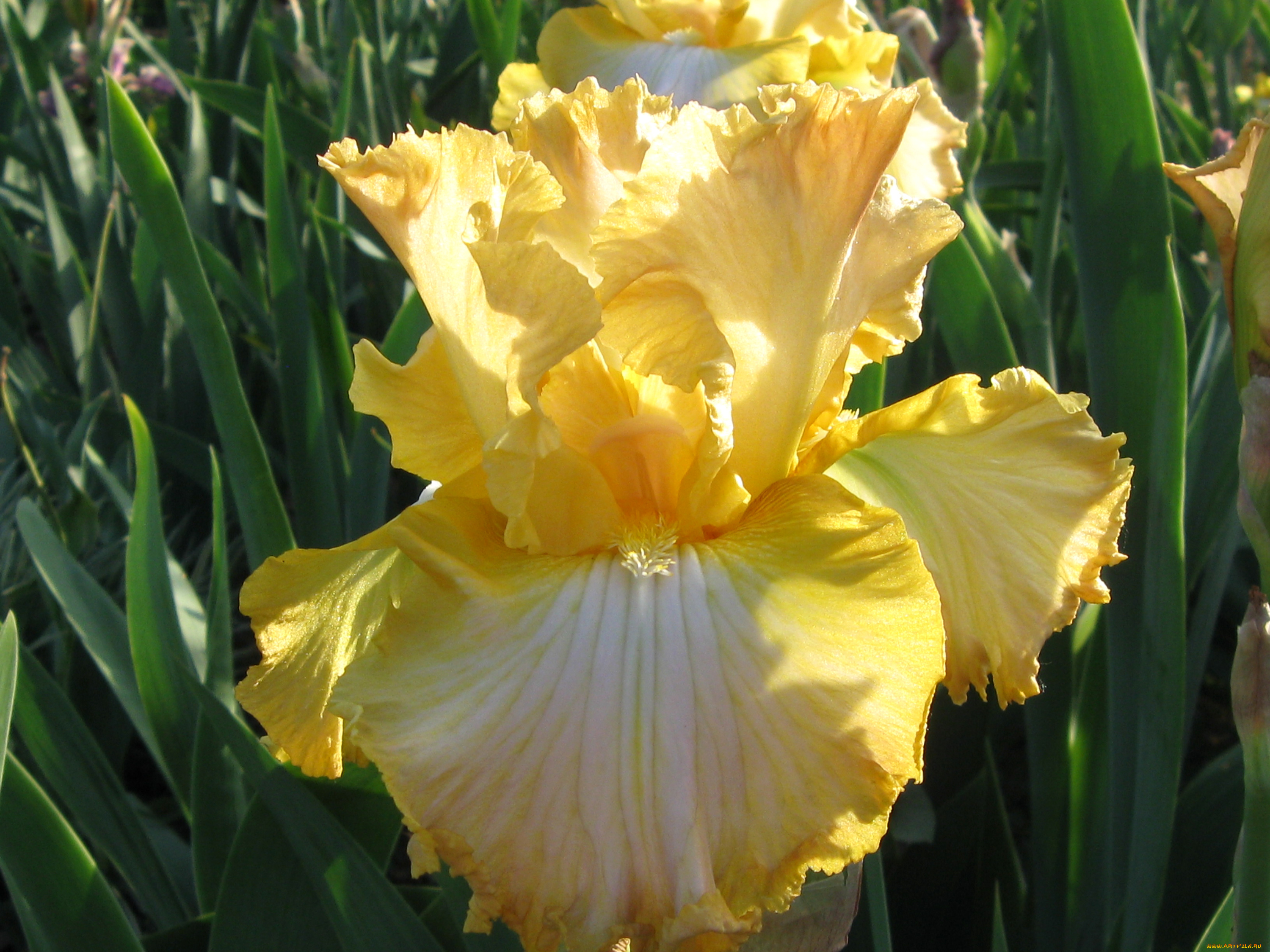 цветы, ирисы, лепестки