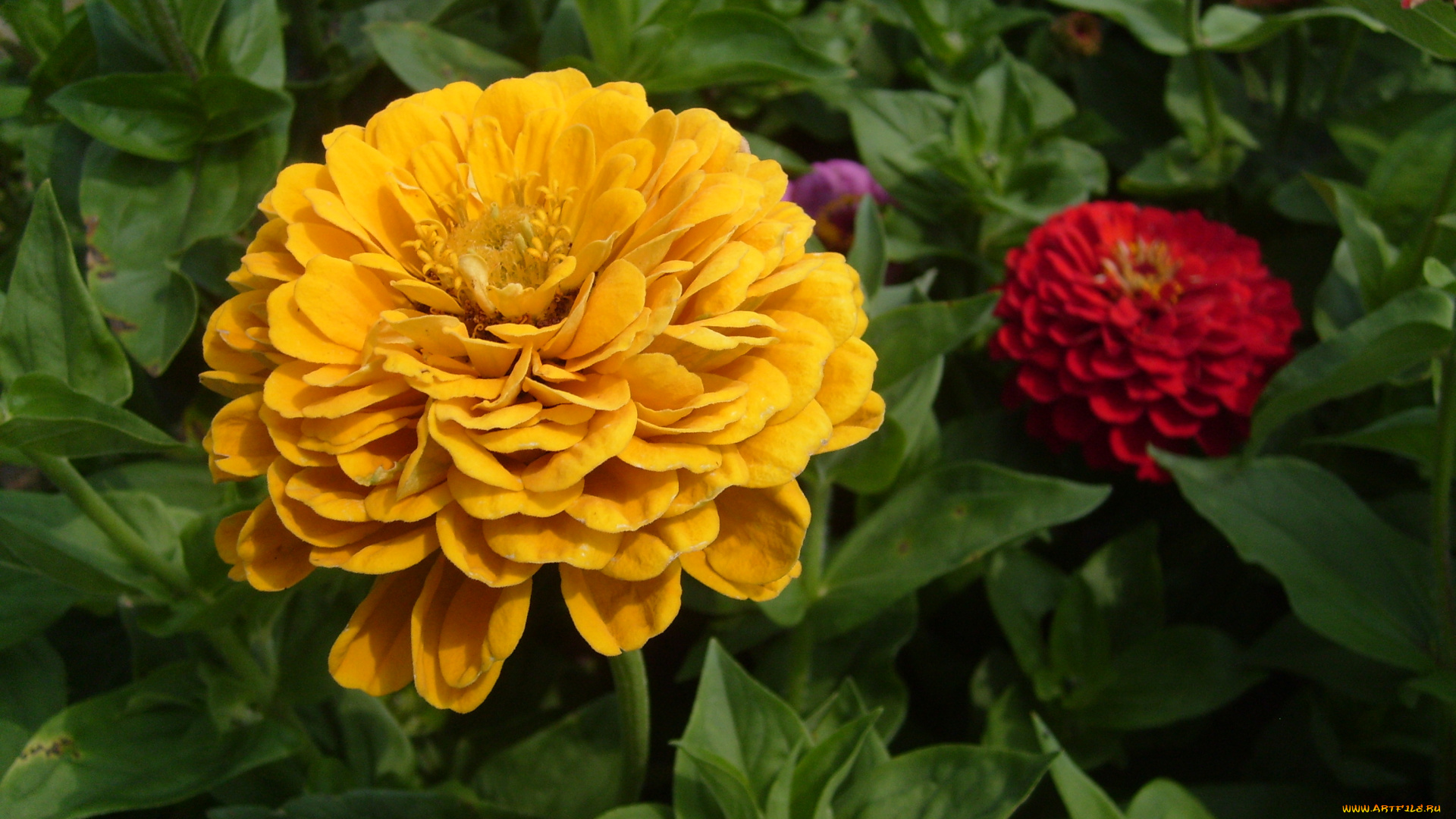 цинния, цветы