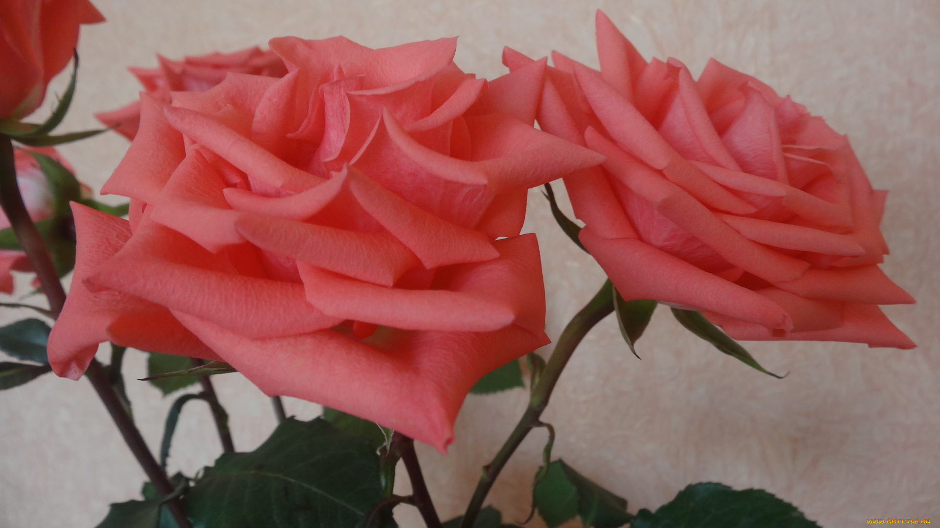 цветы, розы