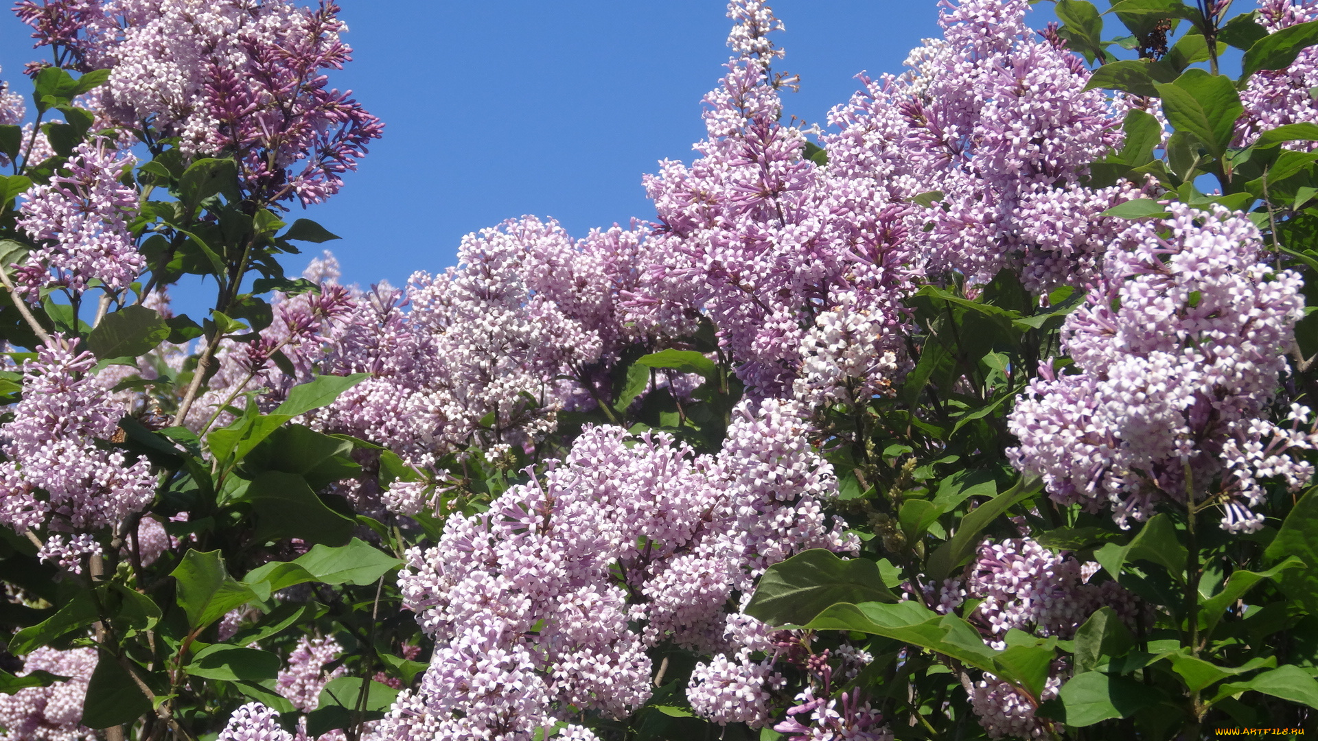 цветы, сирень