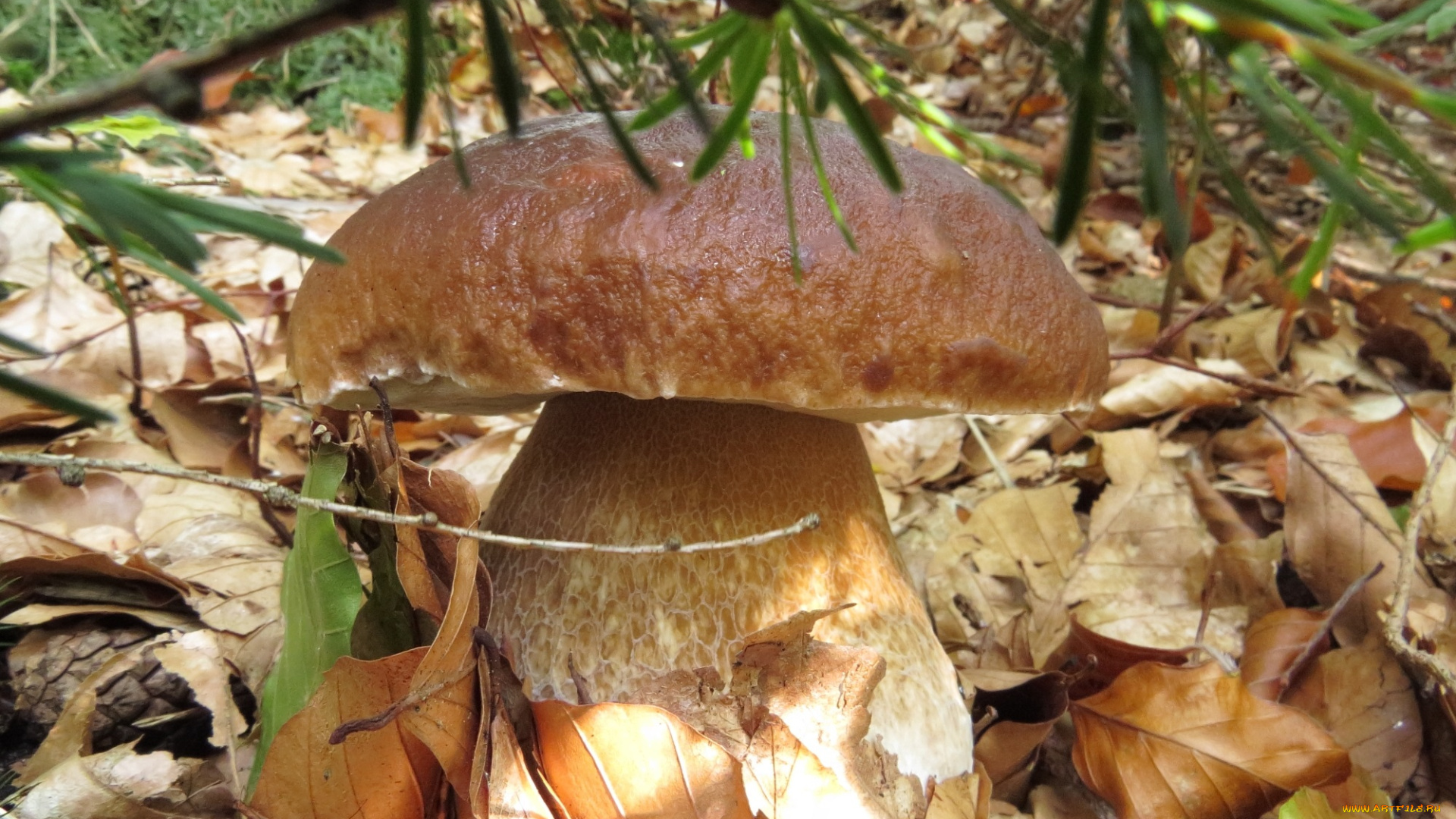 природа, грибы, боровик