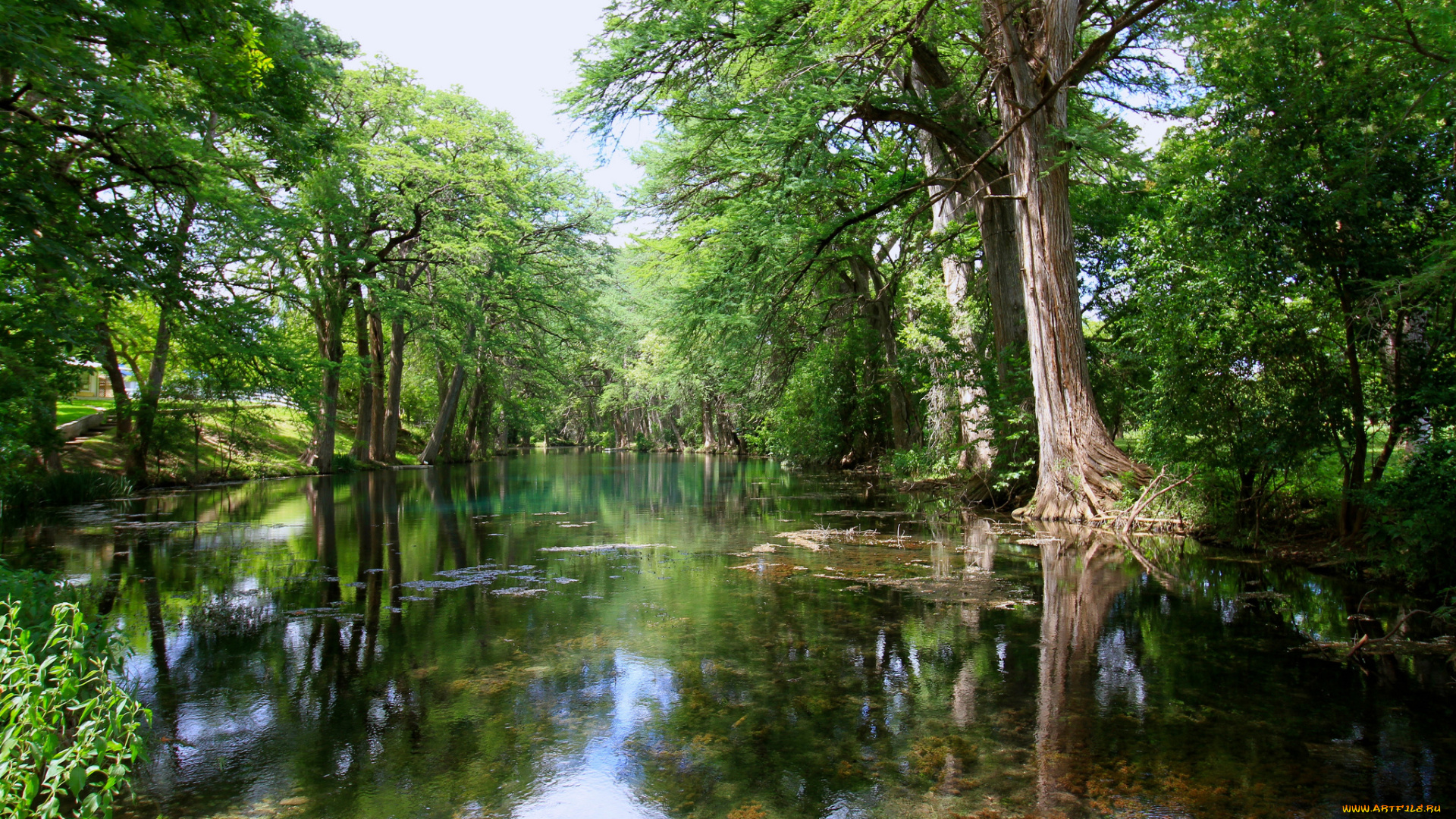 природа, реки, озера, лес, река