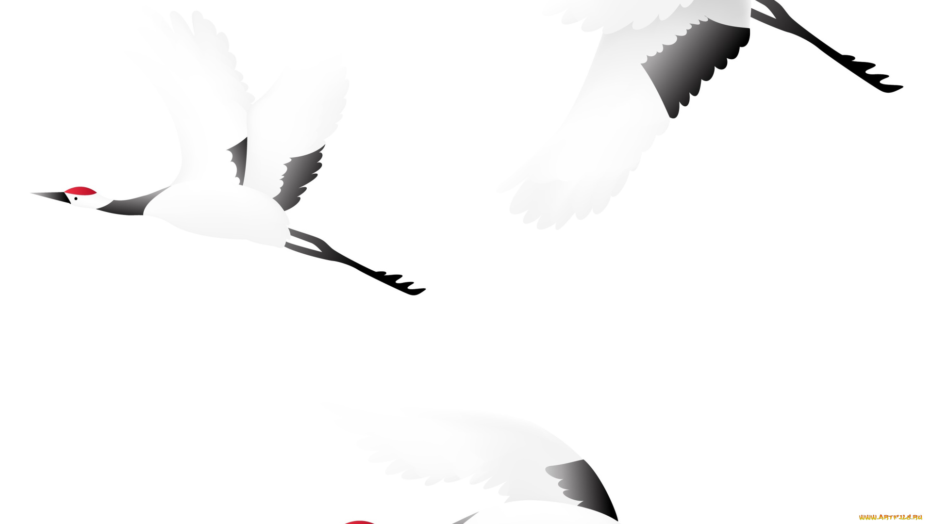 векторная, графика, животные, , animals, аисты