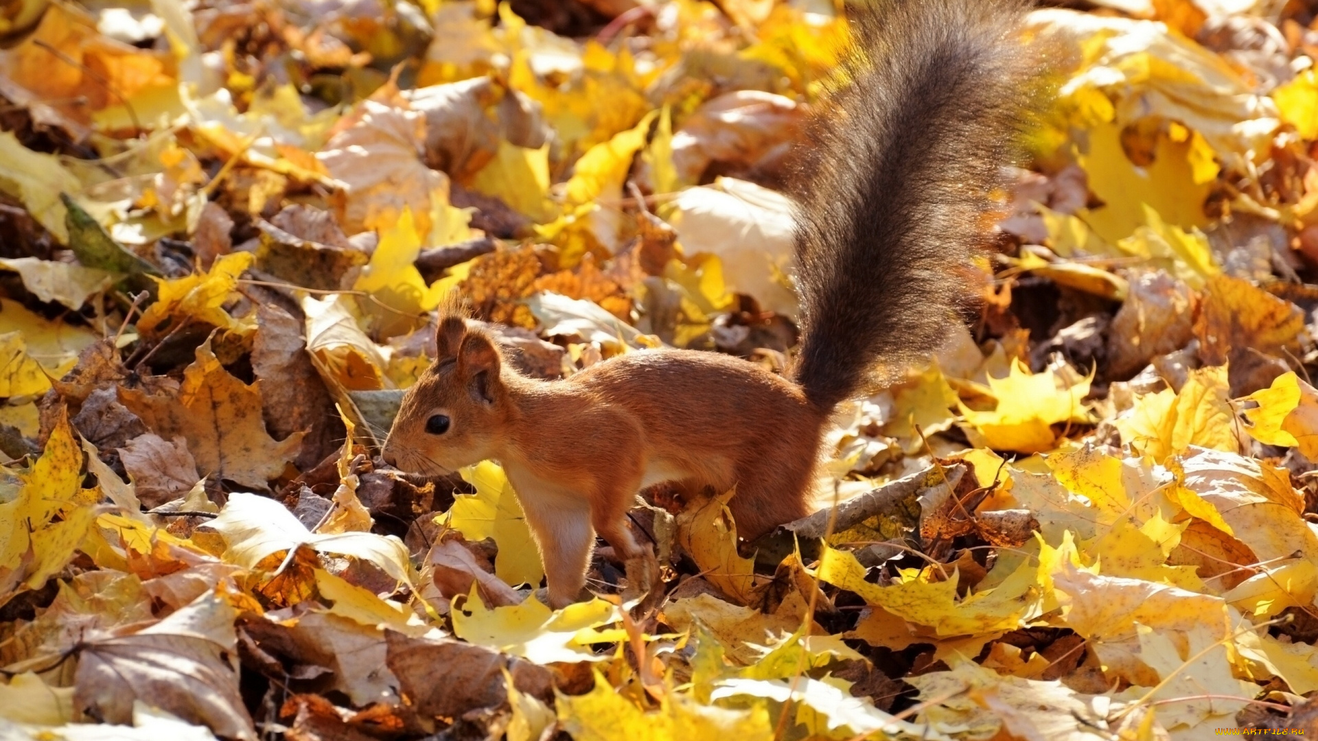 животные, белки, осень, листья, белка
