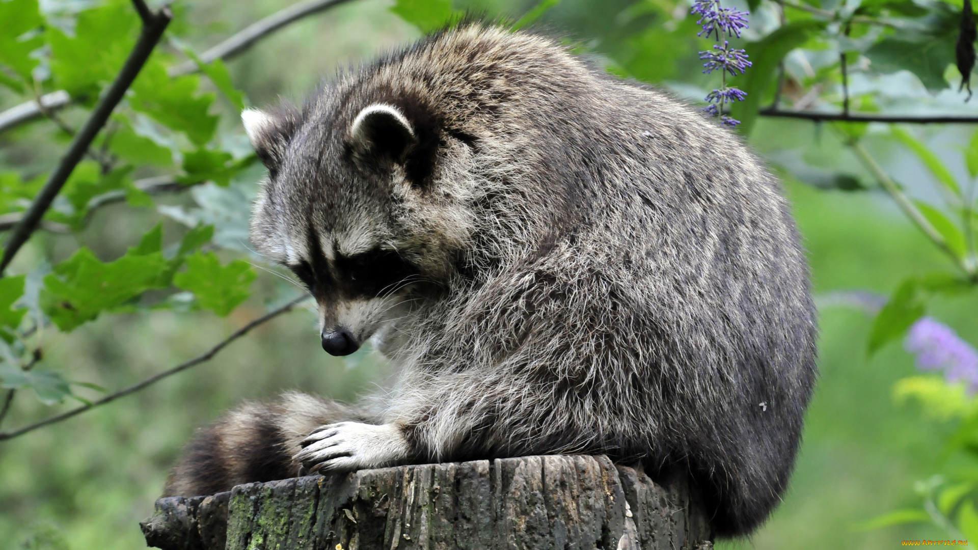 животные, еноты, пенёк, енот