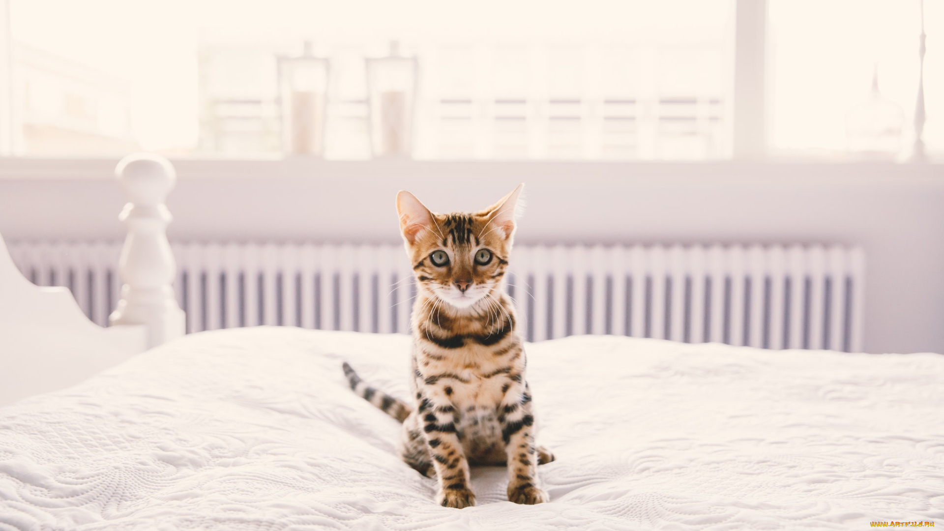 животные, коты, взгляд, фон, котенок