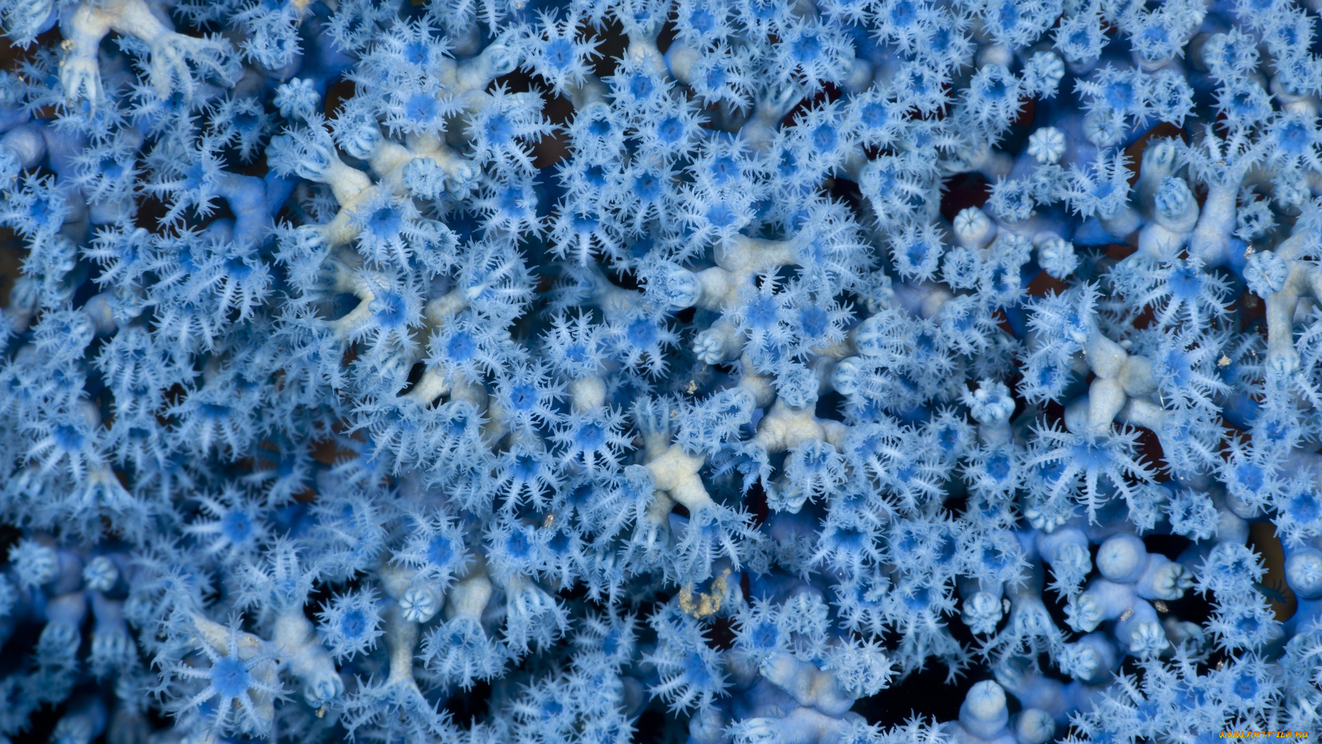 животные, морская, фауна, голубые, колония, актинии