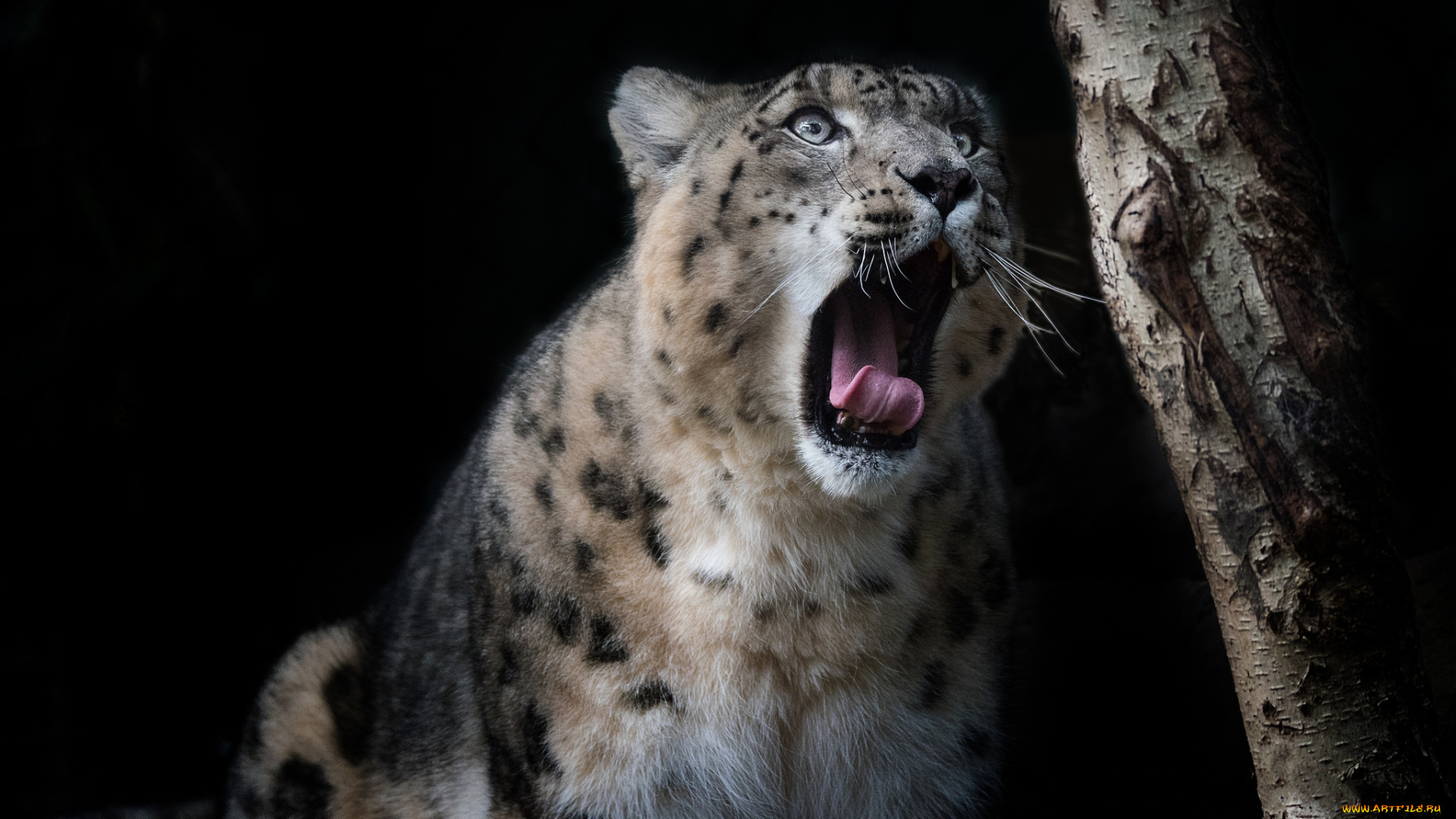 животные, снежный, барс, , ирбис, хищник