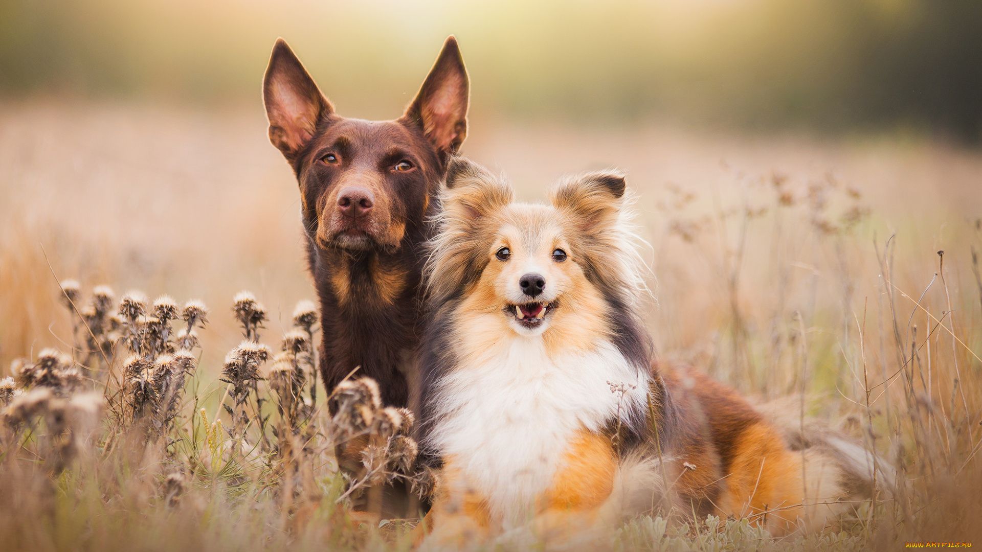 животные, собаки