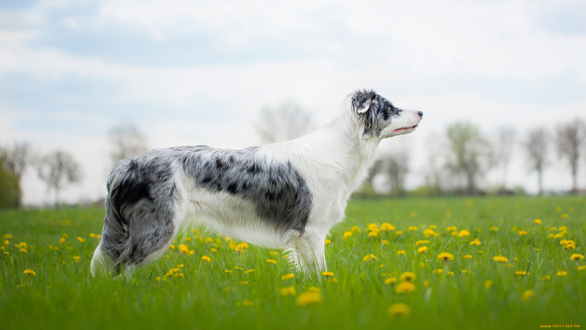 животные, собаки, собака