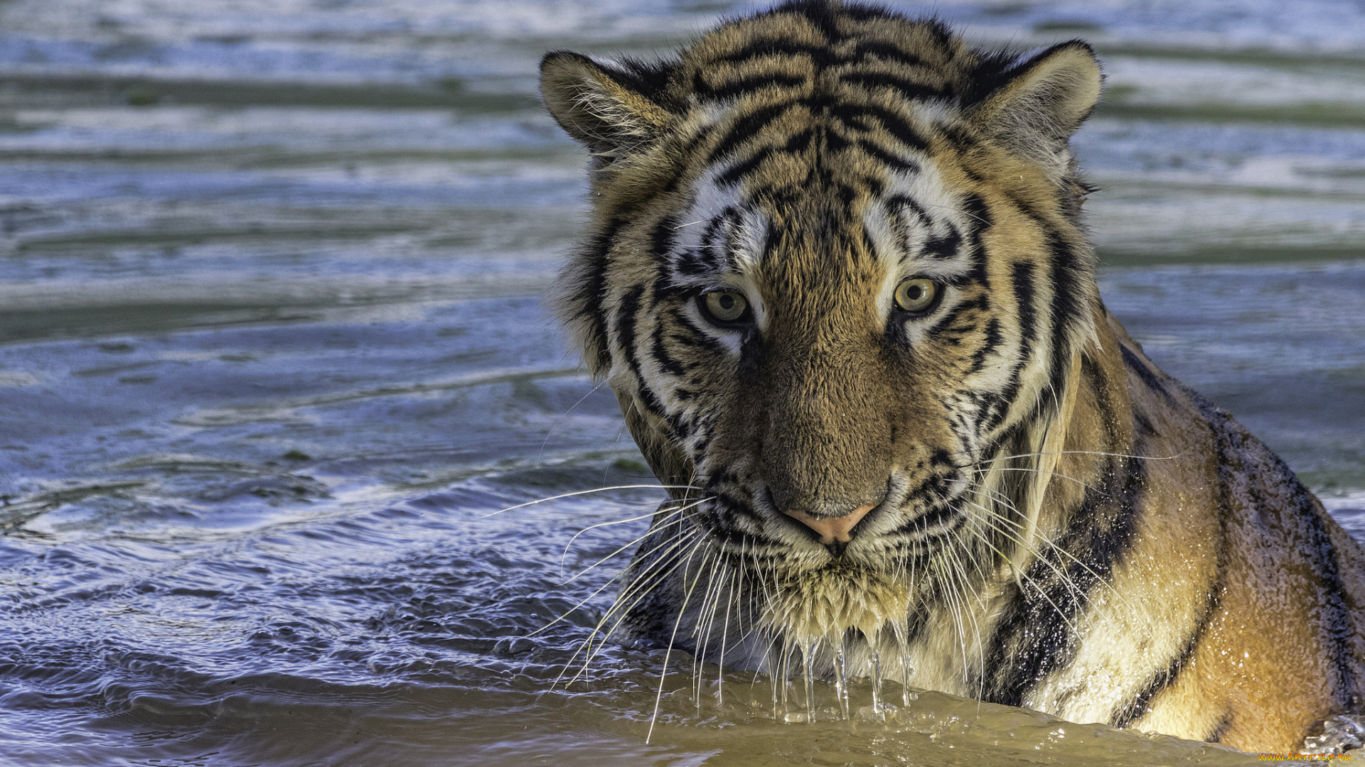 животные, тигры, хищник