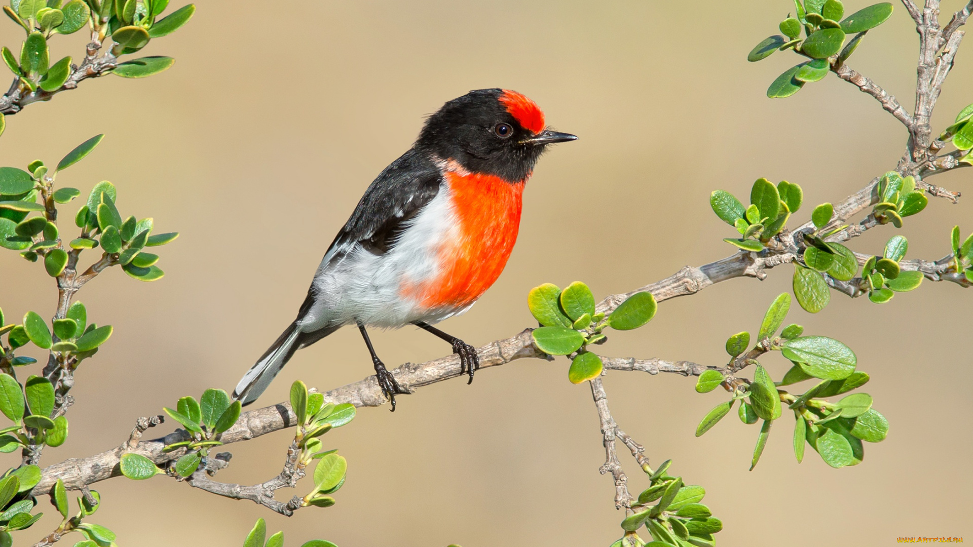 животные, зарянки, , малиновки, красноголовая, зарянка, ветка, краски, птица, листья