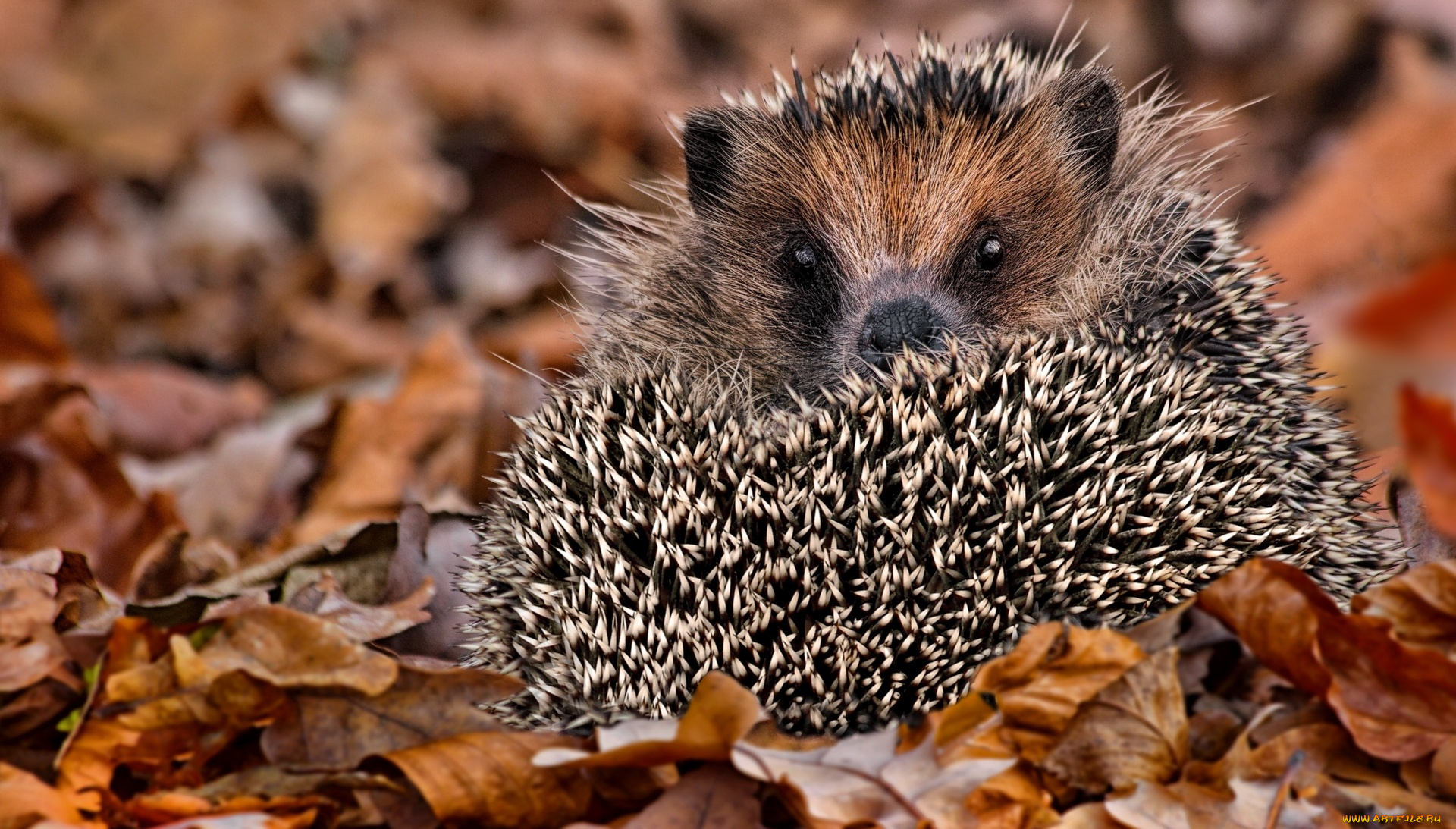 животные, ежи, клубок, ёж, осень, листья