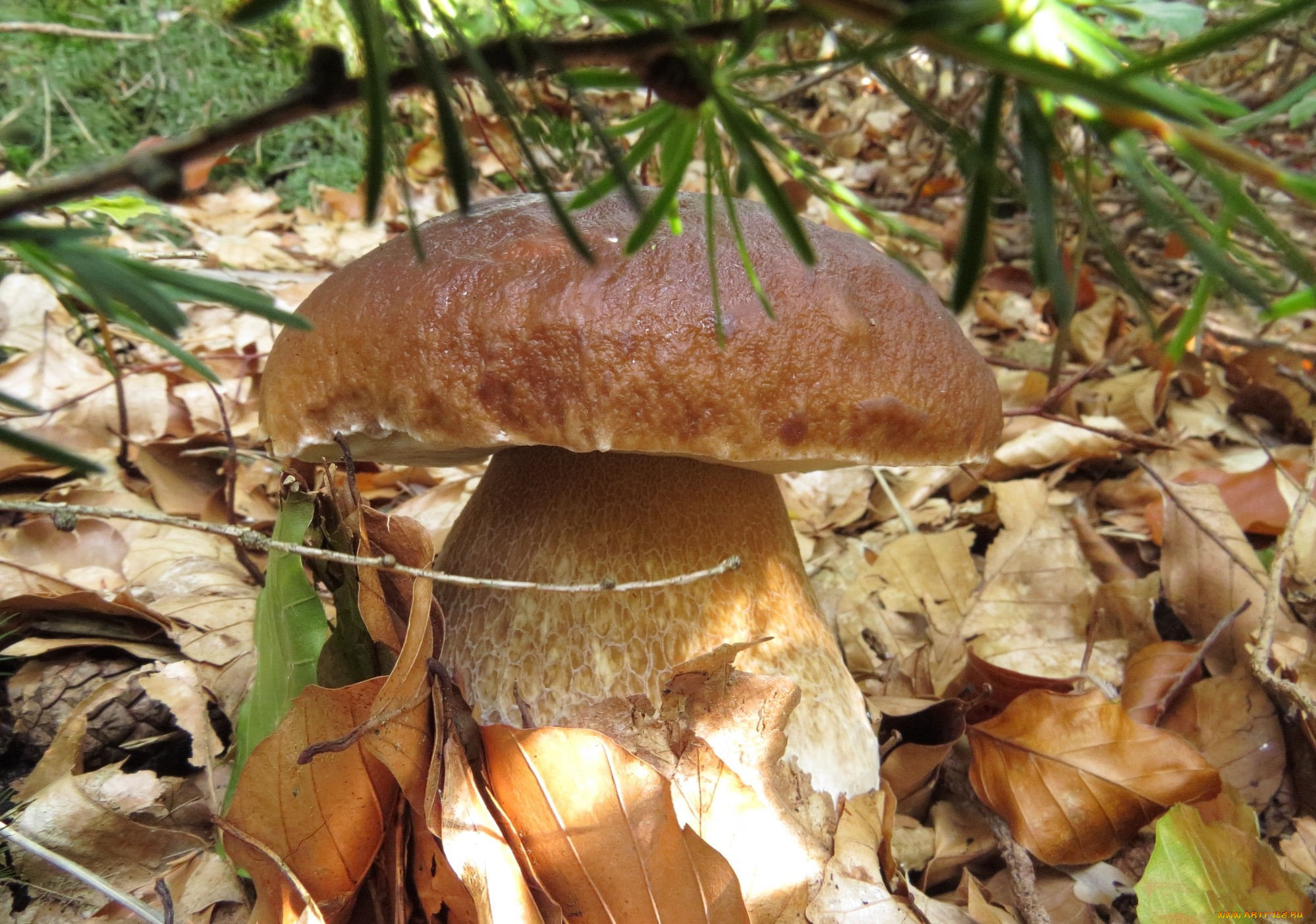 природа, грибы, боровик