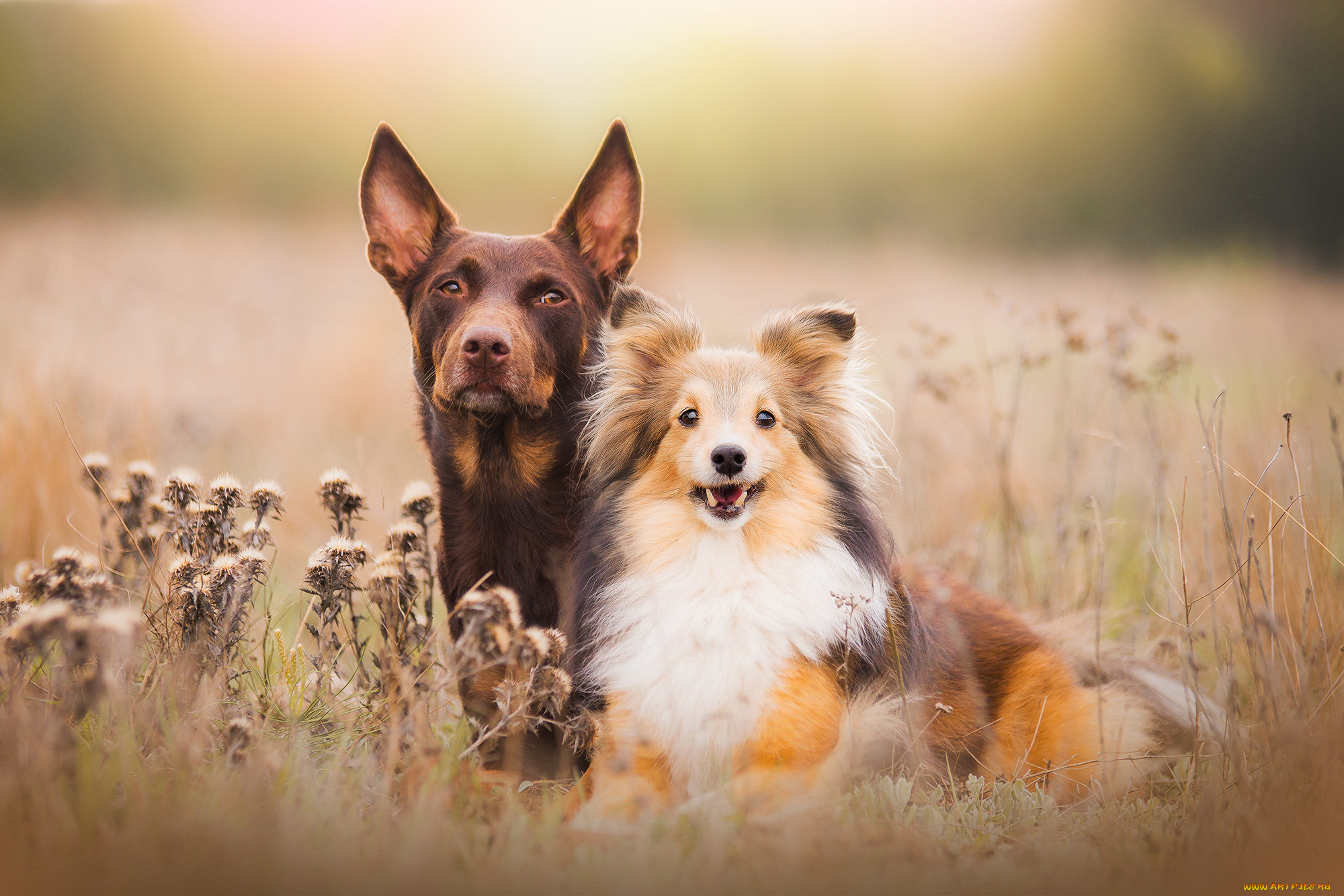 животные, собаки